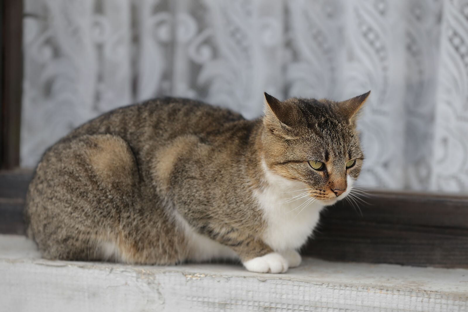 Canon EOS 6D + Canon EF 70-200mm F2.8L IS II USM sample photo. Domestic cat, tabby cat photography
