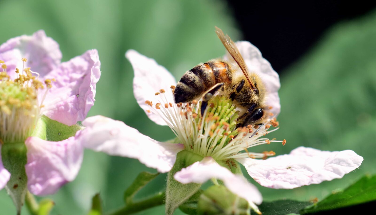Nikon D3300 sample photo. Bee, insect, leaf, macro photography