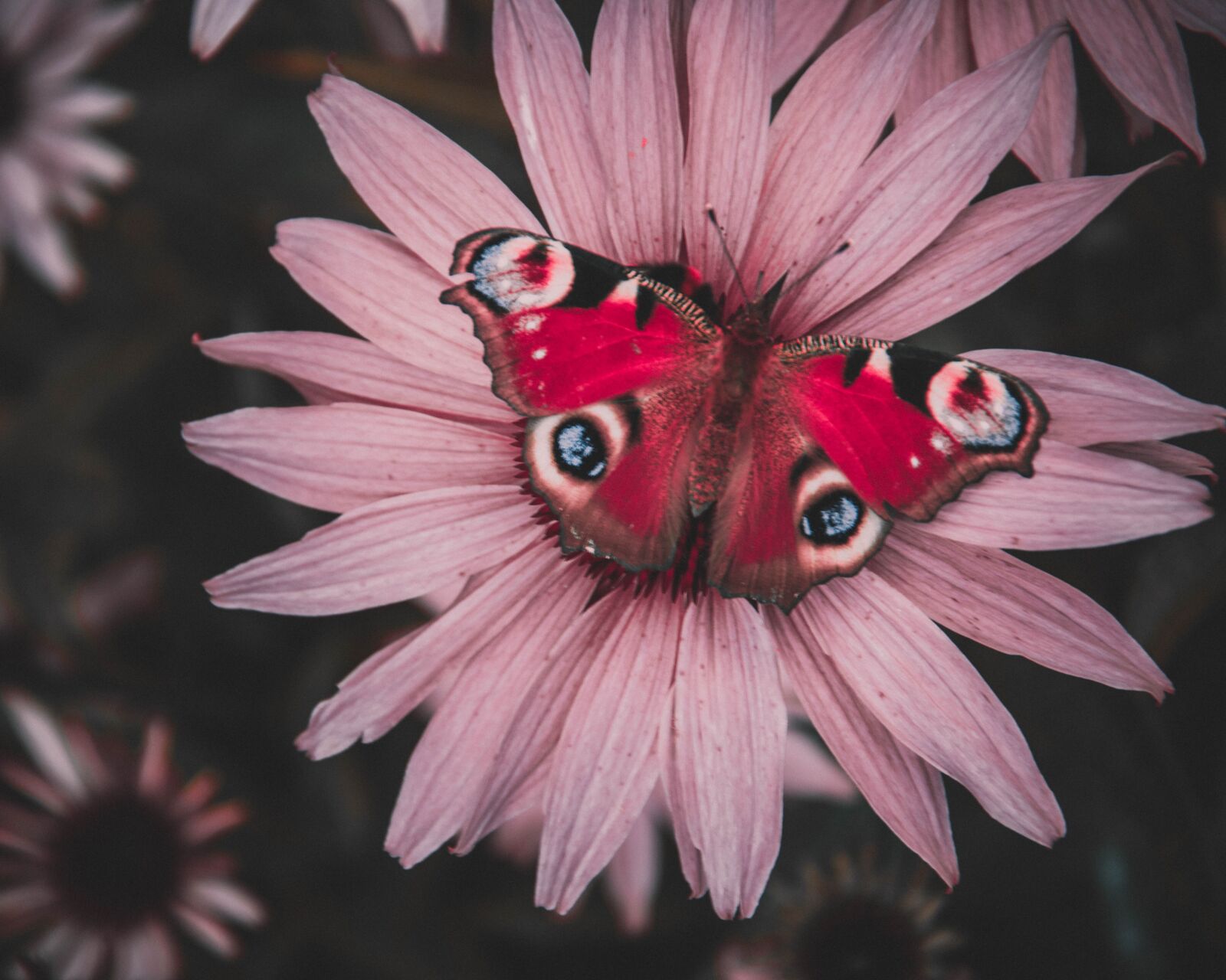 Nikon D3300 sample photo. Butterfly, red, garden photography