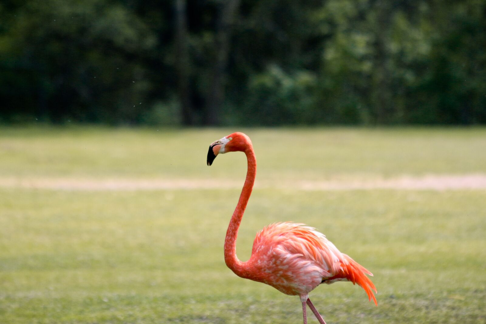 Canon EF 70-300mm F4-5.6 IS USM sample photo. Flamingo, zoo, bird photography