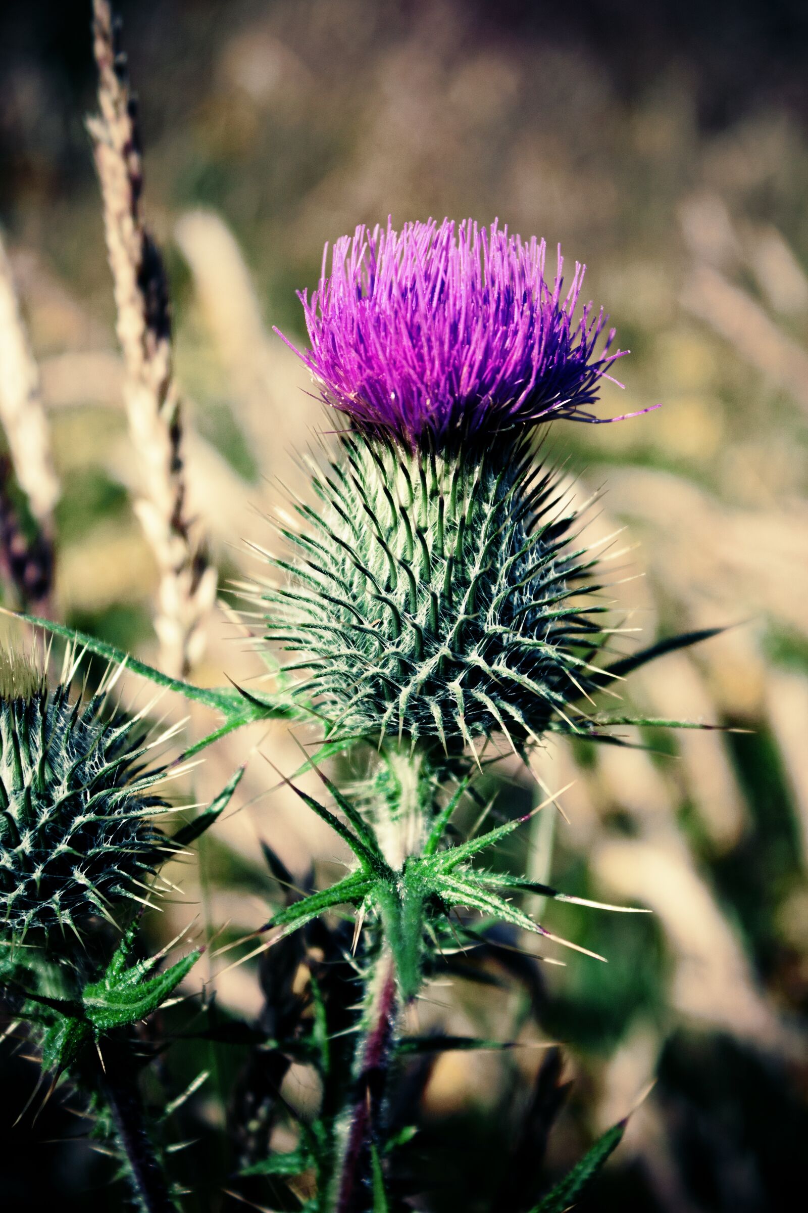 Canon EOS 650D (EOS Rebel T4i / EOS Kiss X6i) sample photo. Scotland, thistle, scottish photography