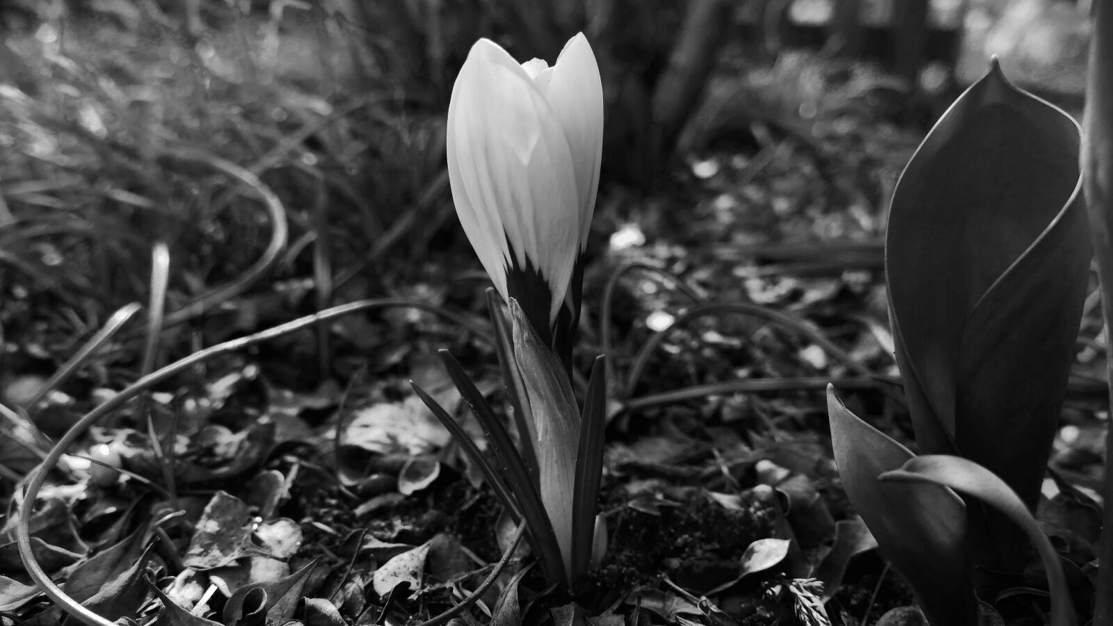 Panasonic Lumix DMC-FZ1000 sample photo. Spring, flower, white photography