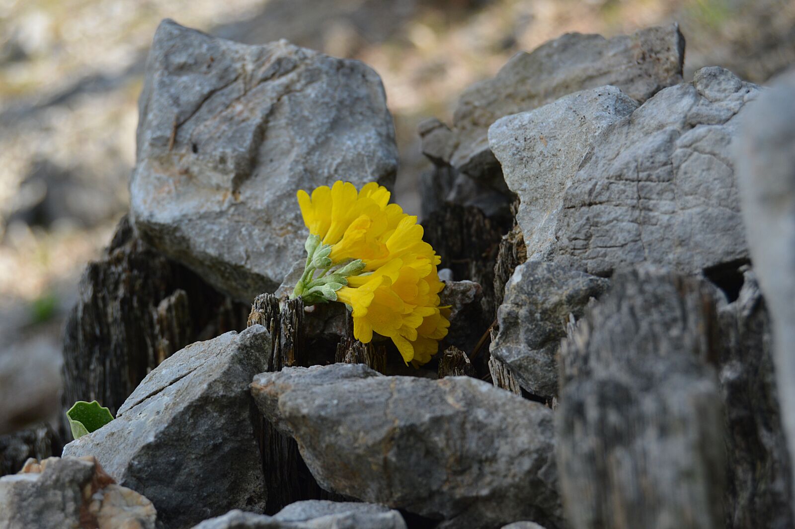 Nikon D3200 sample photo. Rock, mountain, forest photography