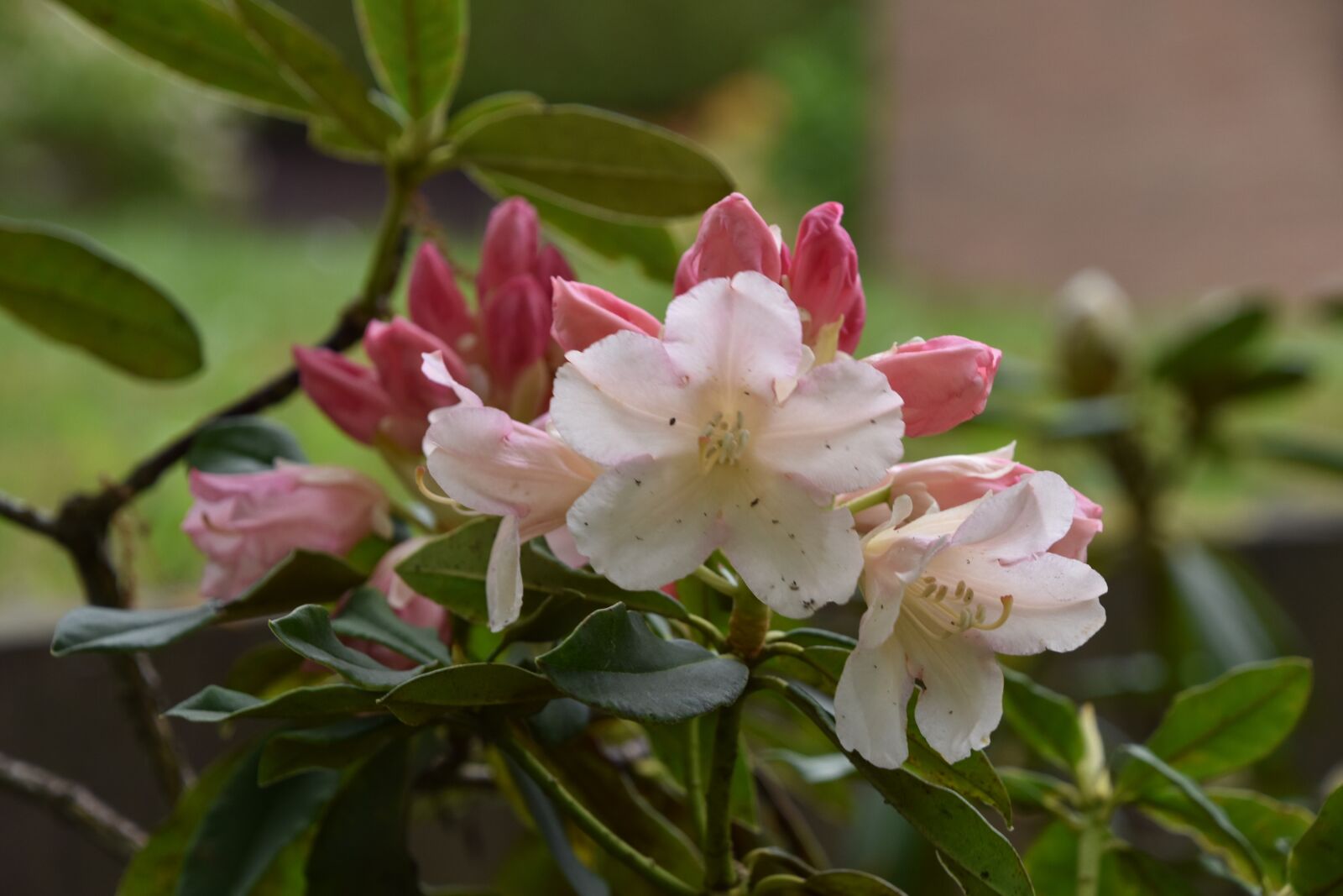 Nikon D5600 sample photo. Flower, nature, plant photography