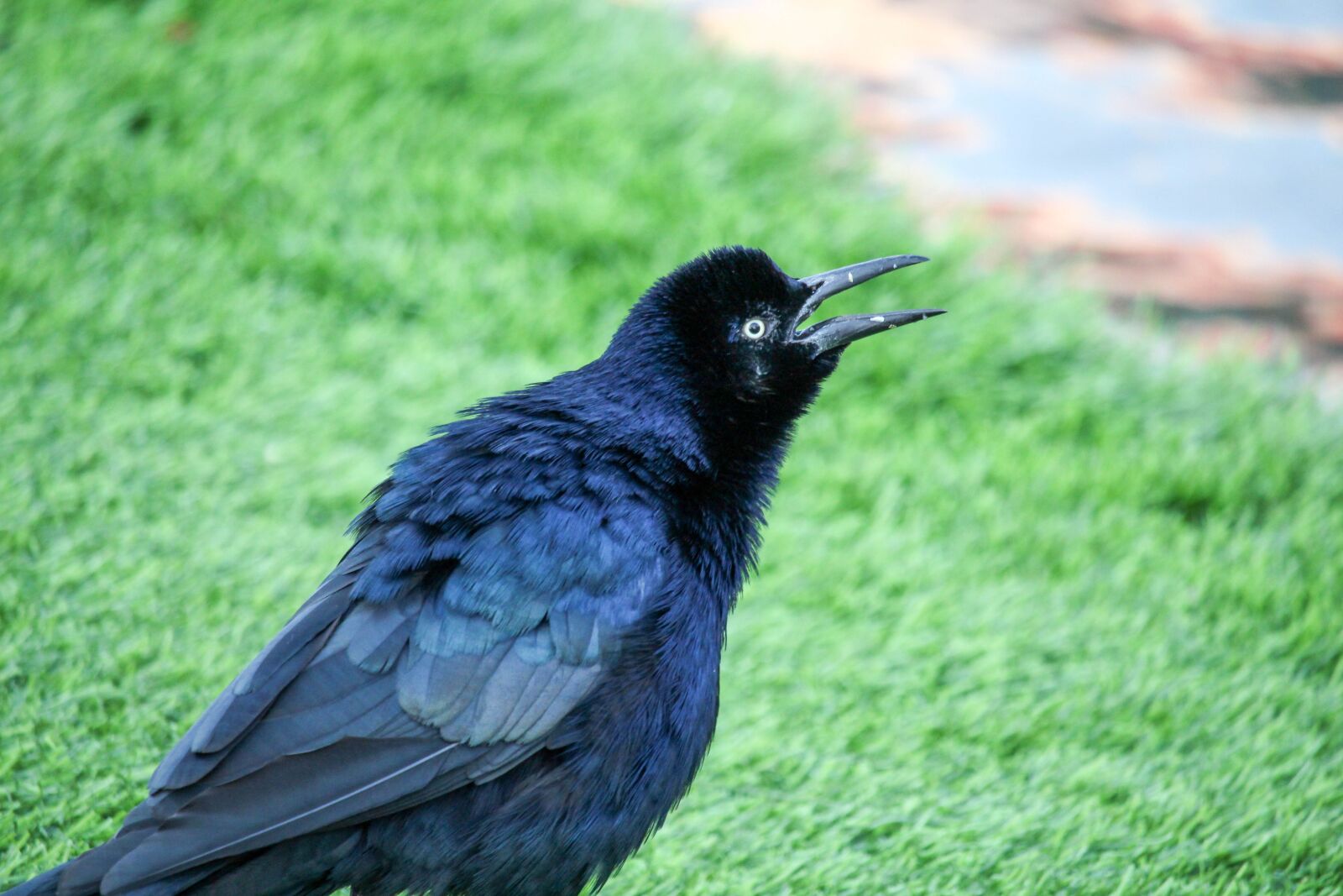Canon EOS 700D (EOS Rebel T5i / EOS Kiss X7i) sample photo. Nature, bird, grass photography