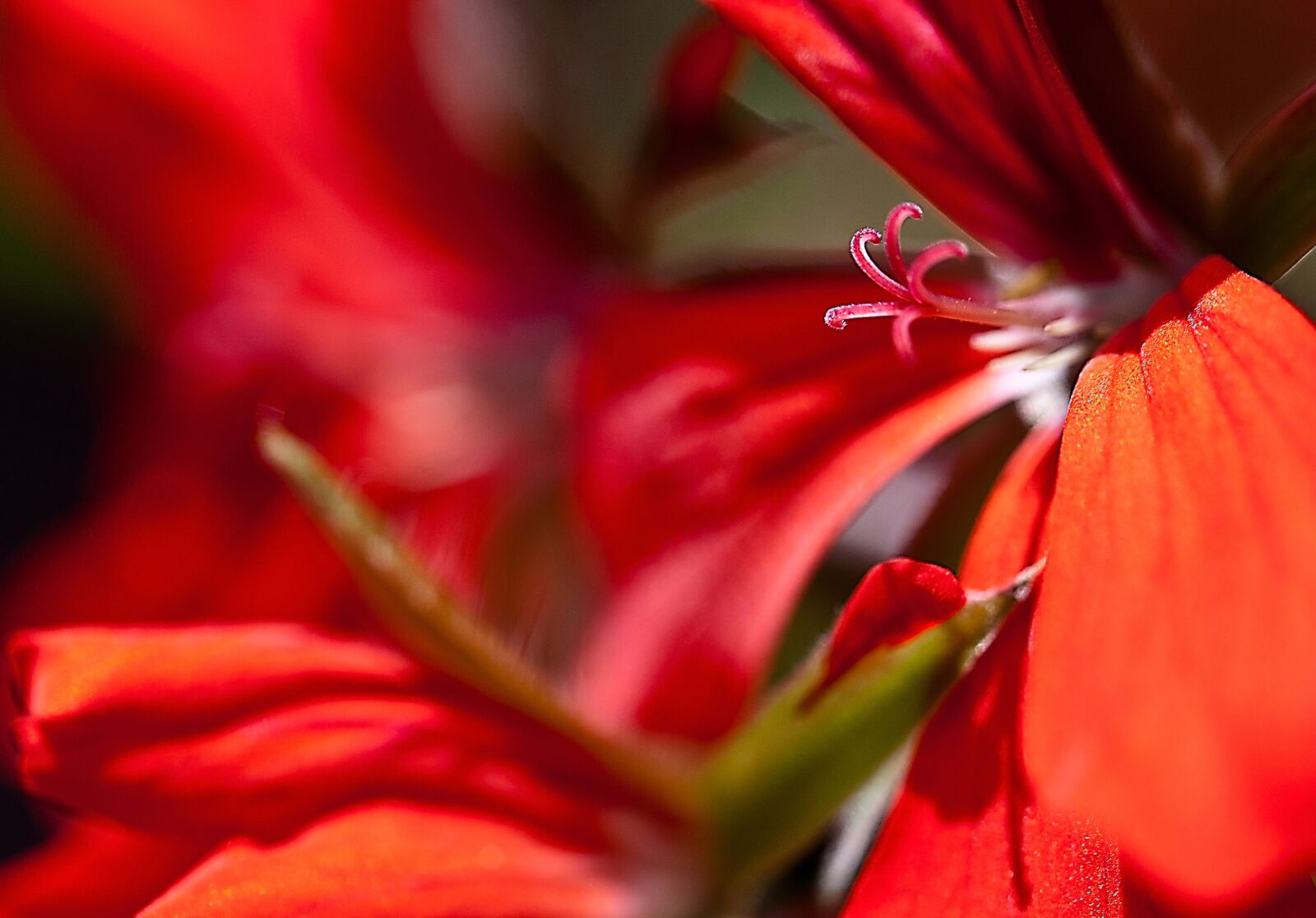 Canon EOS 5D Mark II sample photo. Flower, geranium, pelargonium thapsus photography