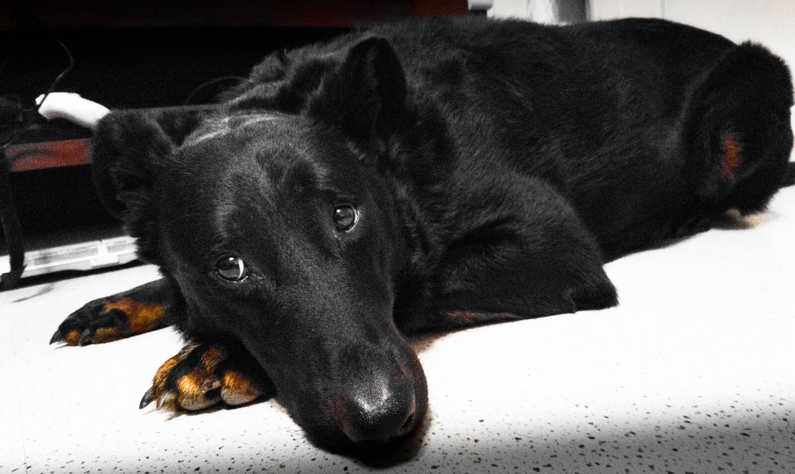 Samsung Galaxy S7 sample photo. Beauceron, dog, look photography