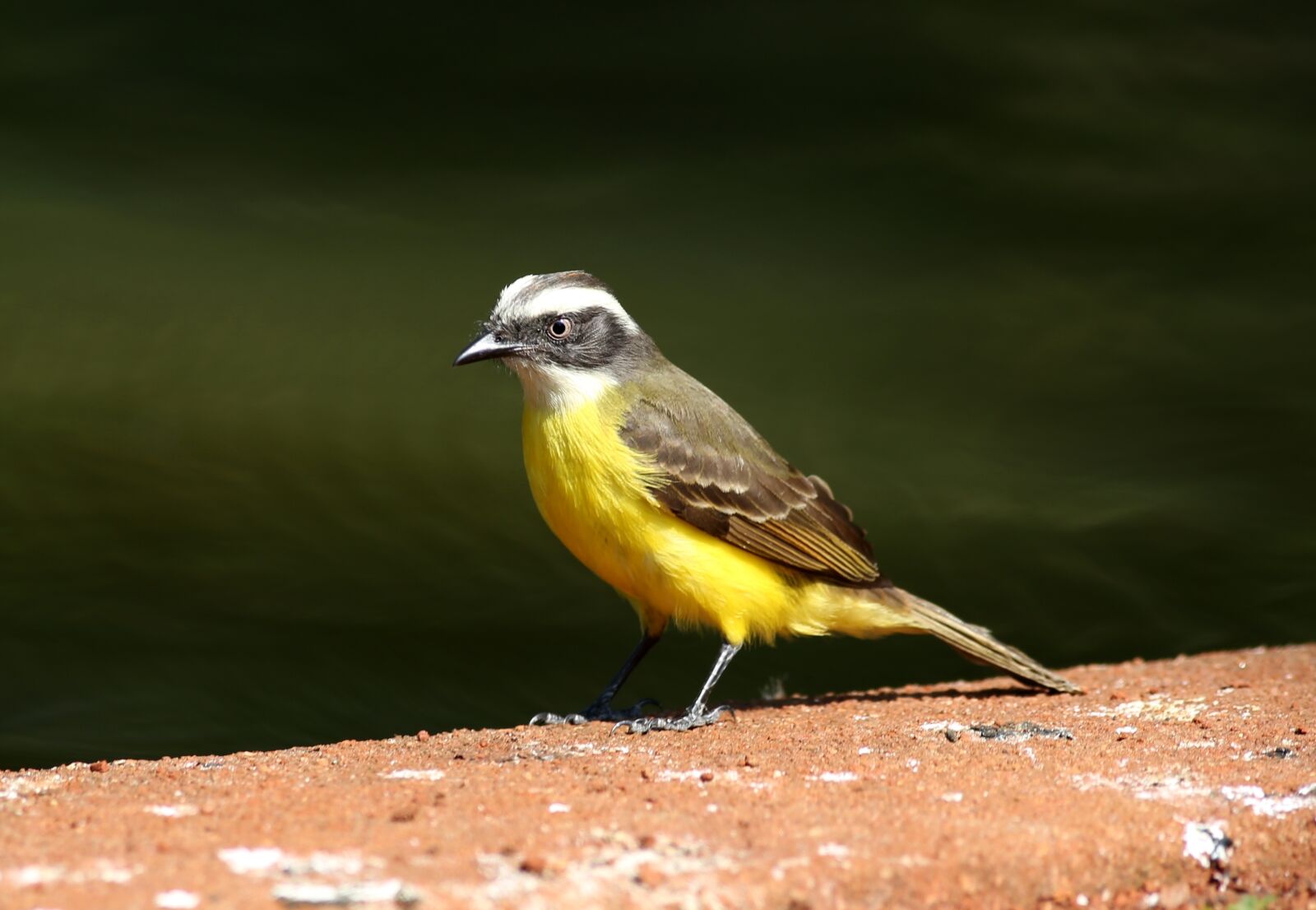 Canon EOS 5D Mark III sample photo. Well-you-saw, bird, tropical photography