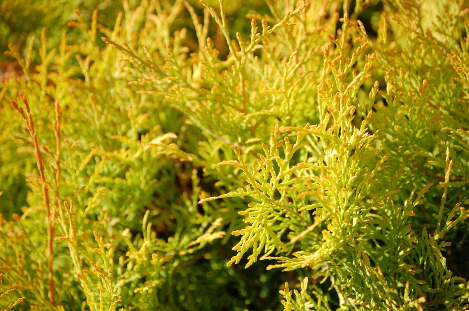 Nikon D40 sample photo. Thuja, thuya, green fence photography