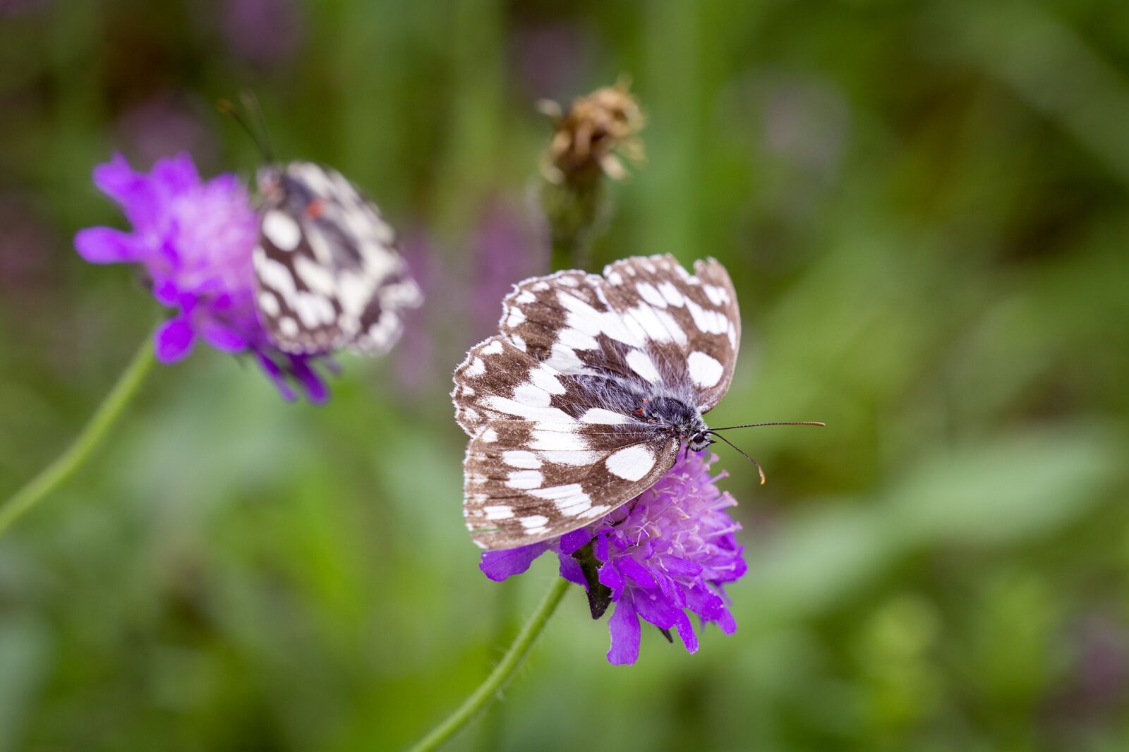 Nikon D7100 sample photo. Reported, flower meadow, nature photography