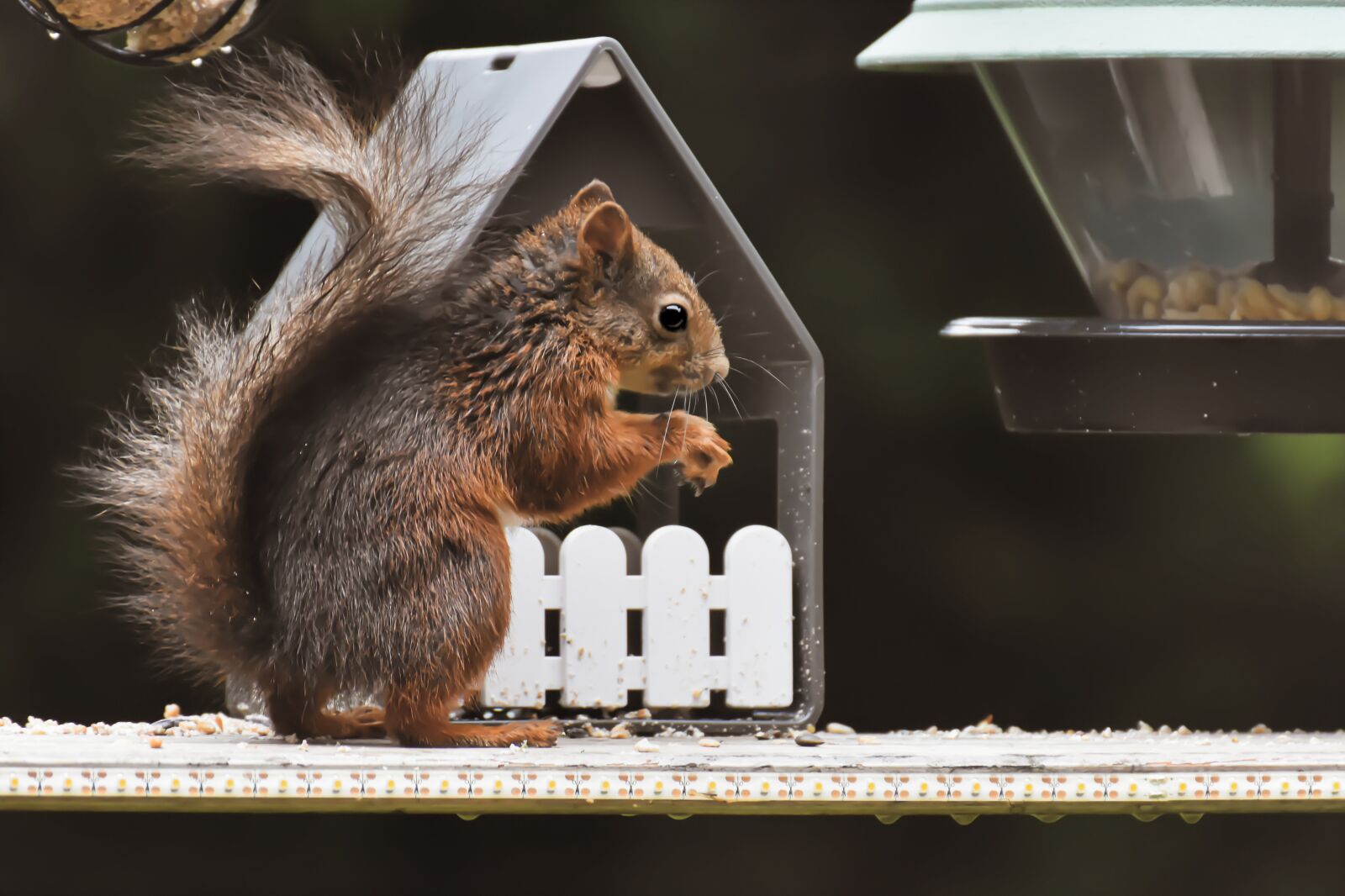 Nikon D7200 sample photo. Squirrel, nager, animal photography