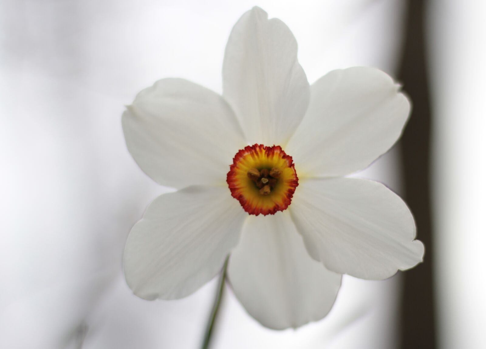 Canon EOS 600D (Rebel EOS T3i / EOS Kiss X5) + Canon EF 50mm F1.8 STM sample photo. Narcis, white, crown photography