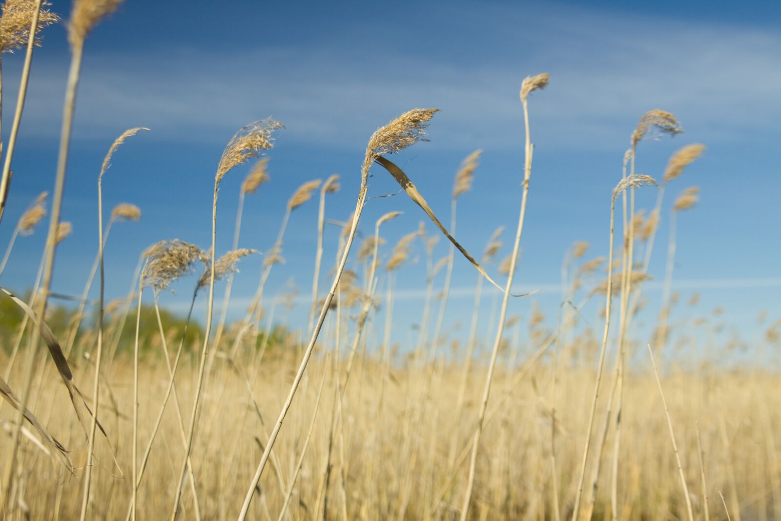 Canon EOS 50D sample photo. Cane, nature, landscape photography