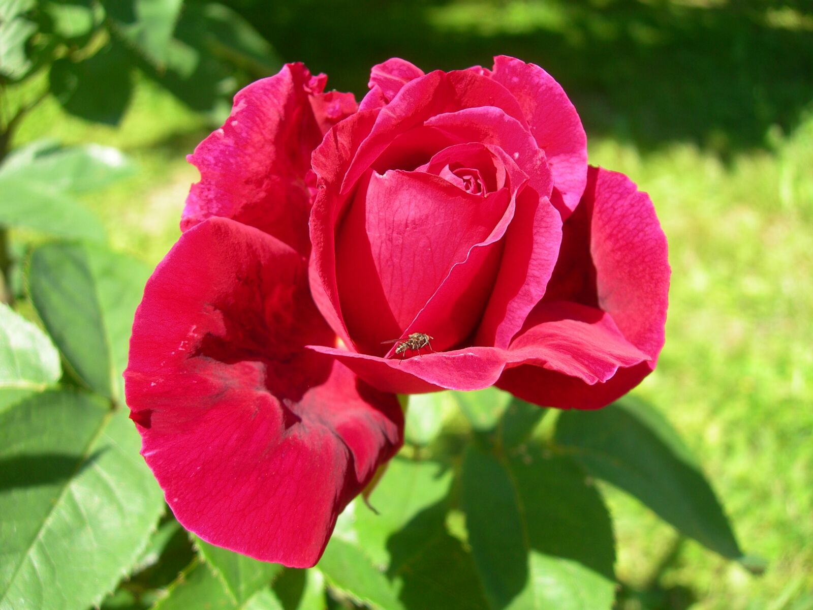 Nikon E7600 sample photo. Red rose, rose garden photography