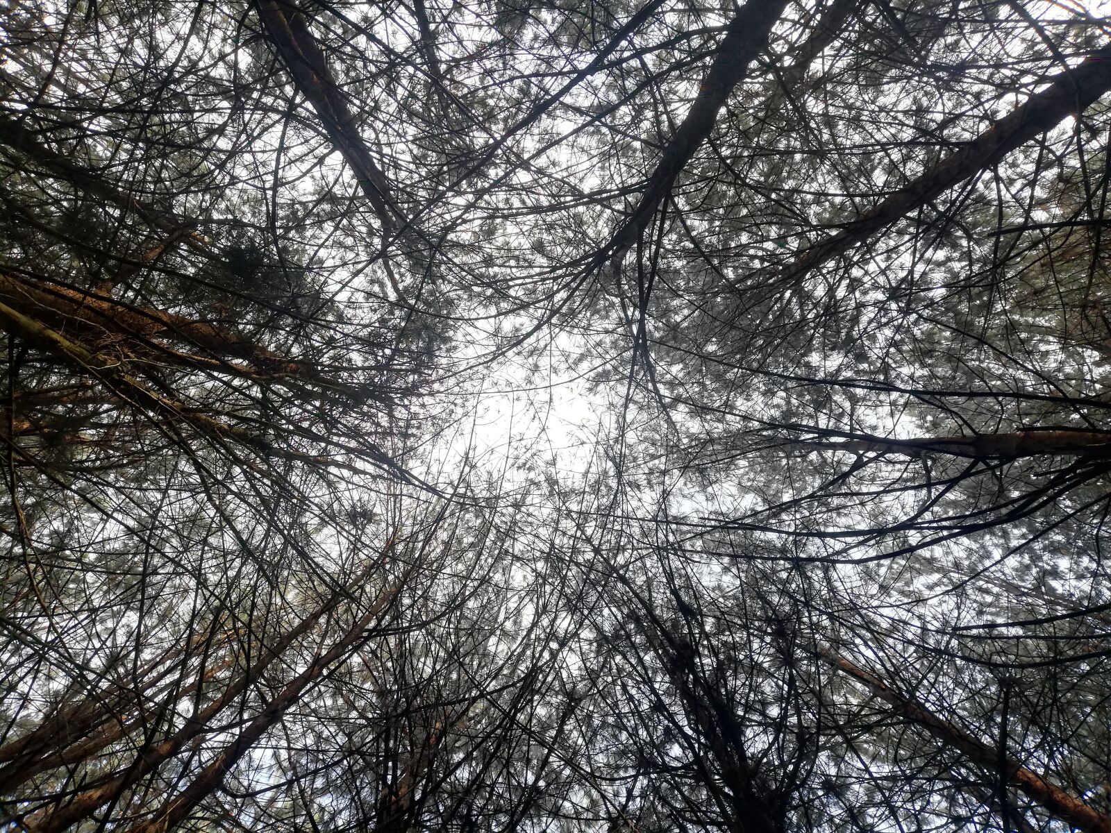HUAWEI P20 lite sample photo. Forest, countryside, landscape photography