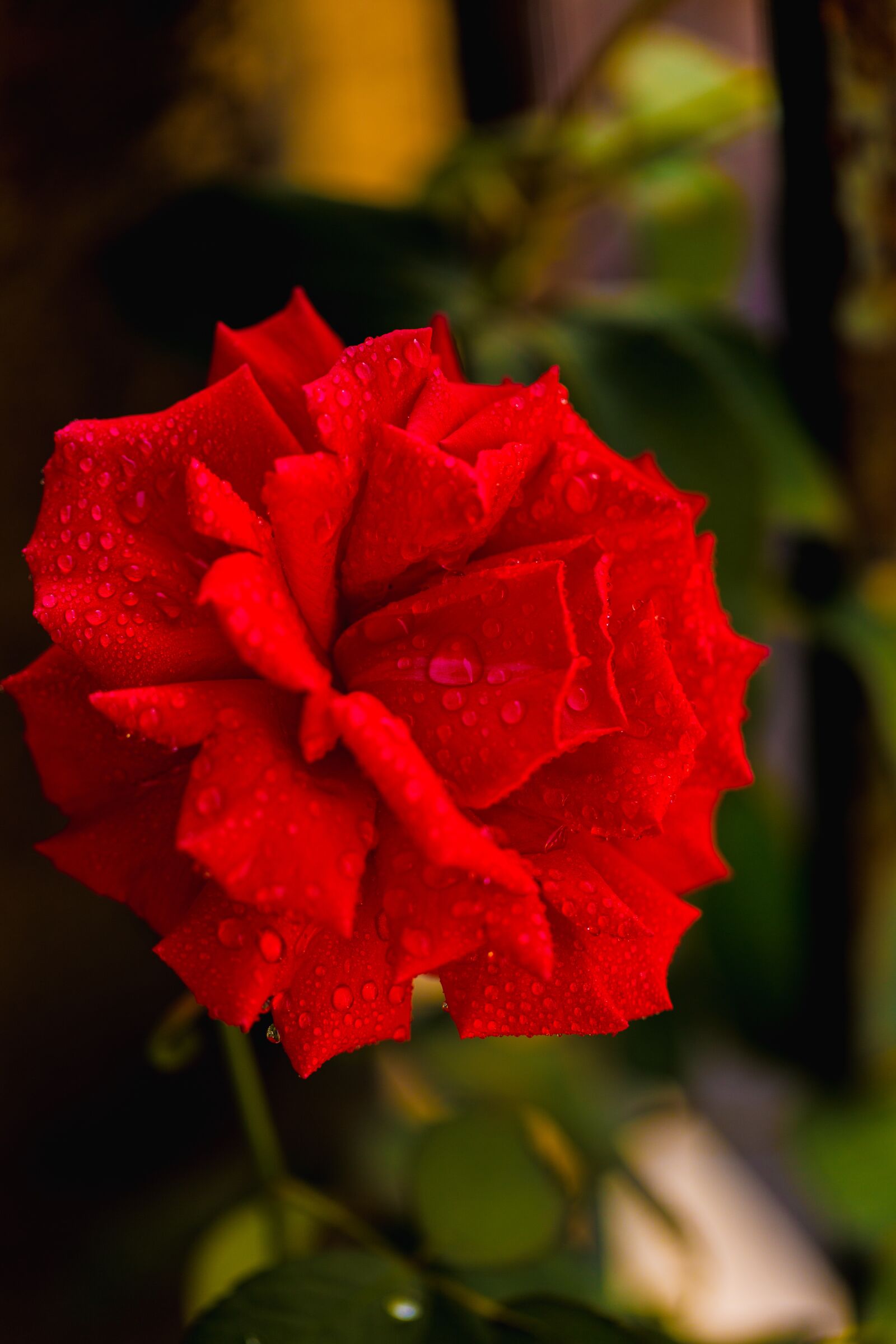 Canon EF 100mm F2.8L Macro IS USM sample photo. Flower, flowers, roses photography