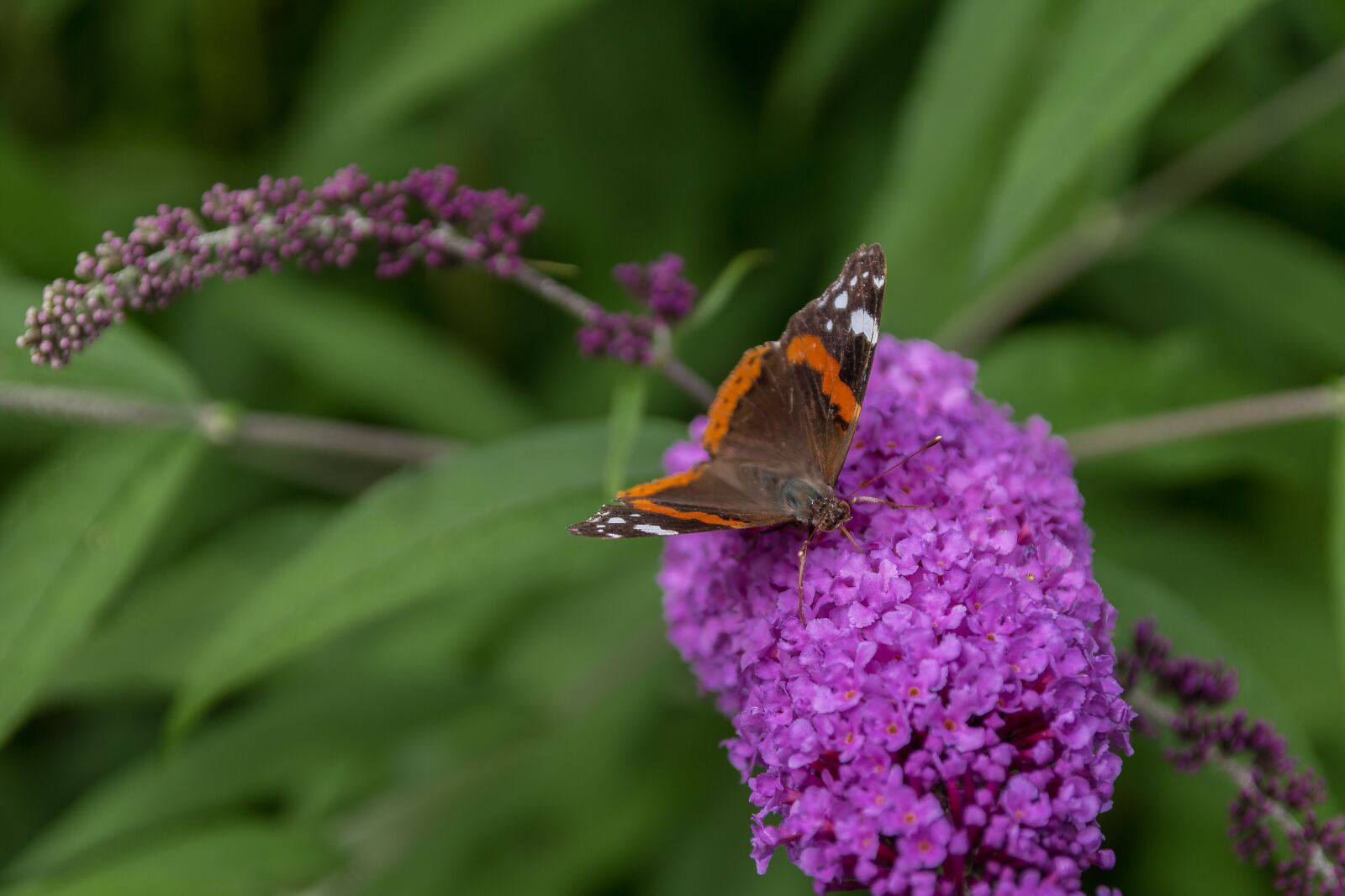 Canon EOS 70D sample photo. Butterfly, summer lilac, buddleja photography