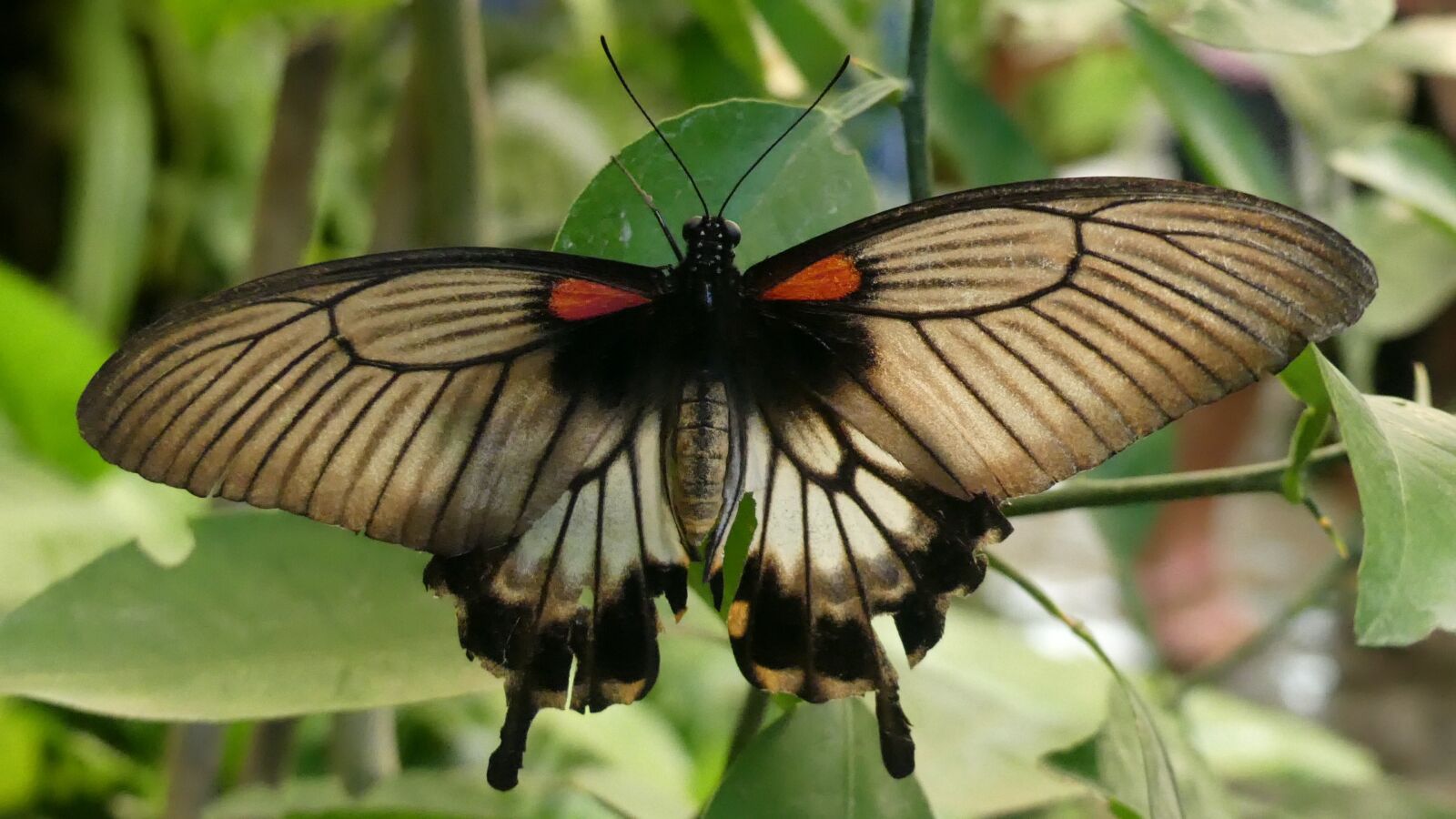Panasonic Lumix DMC-FZ300 sample photo. Butterfly, edelfalter, insect photography