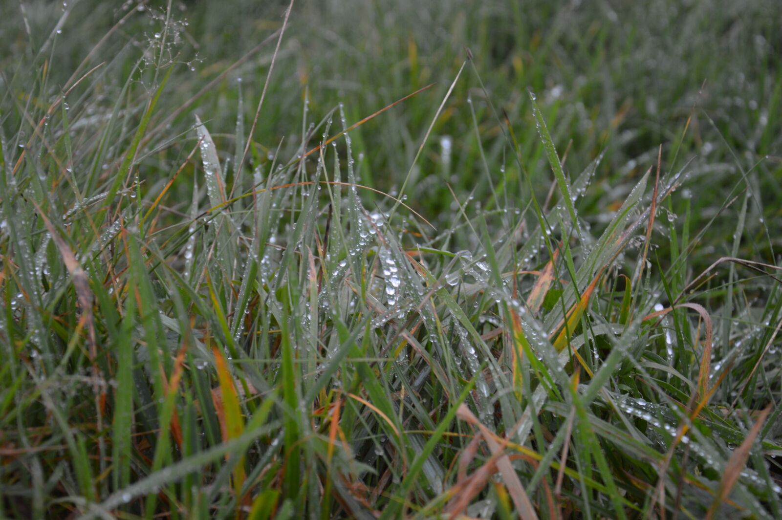 Nikon D3200 sample photo. Meadow, field, grass photography