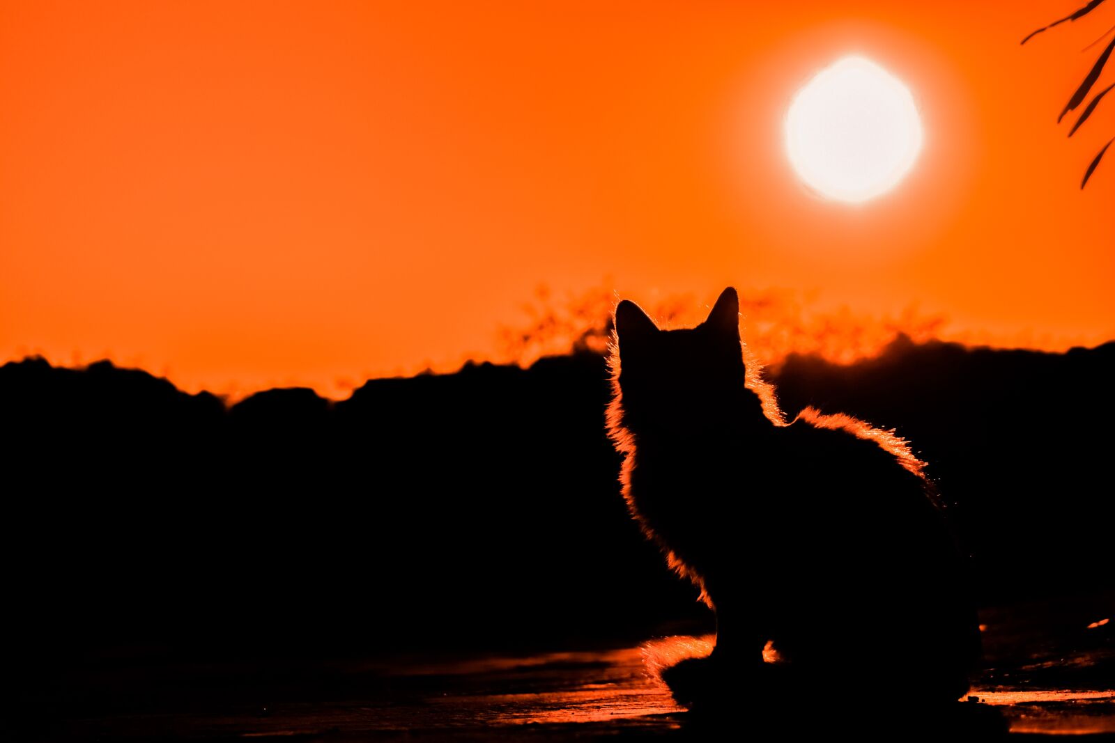 Nikon D3300 sample photo. Sunset, cat, shadows photography