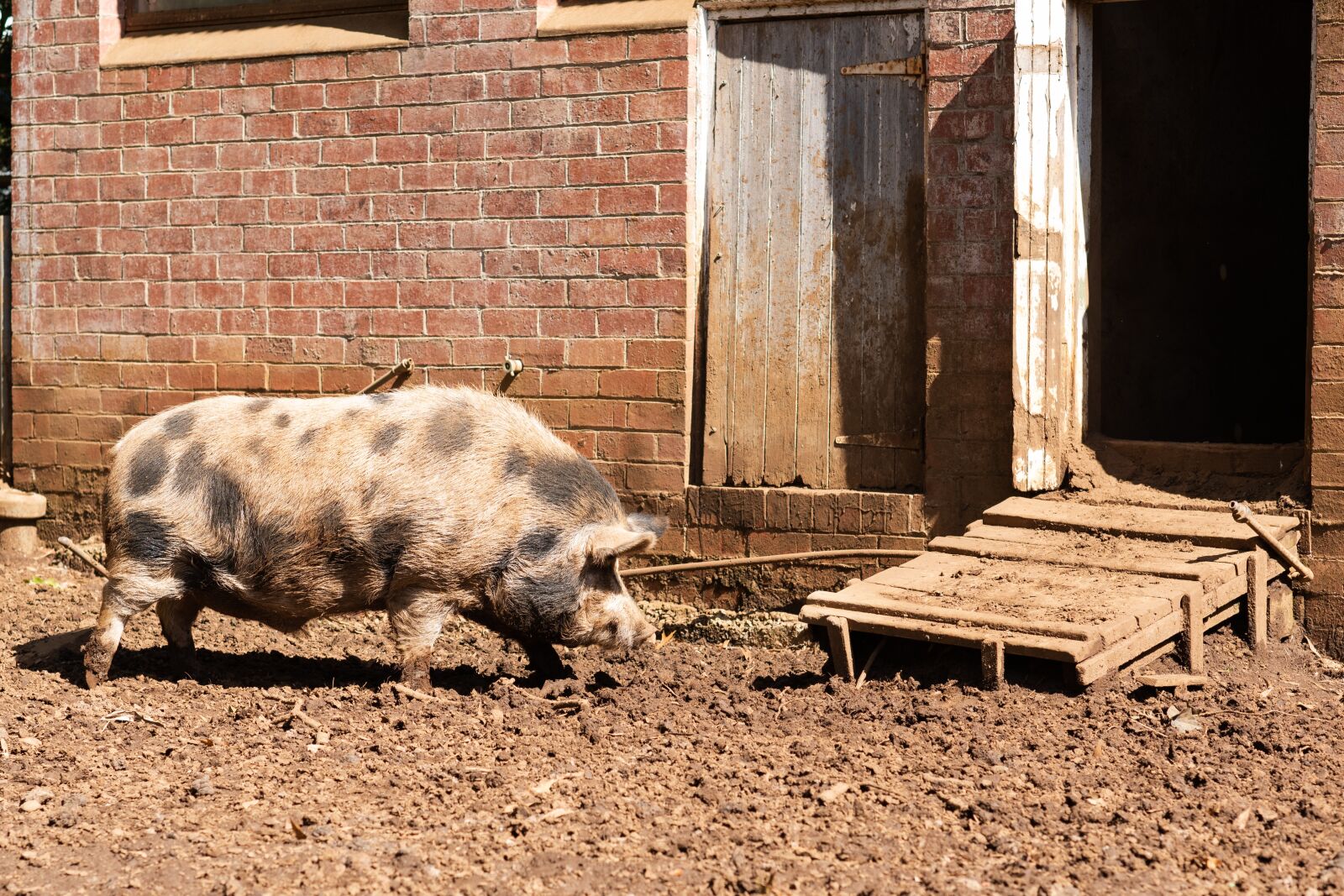 Nikon D750 sample photo. Pig, pig sty, animal photography