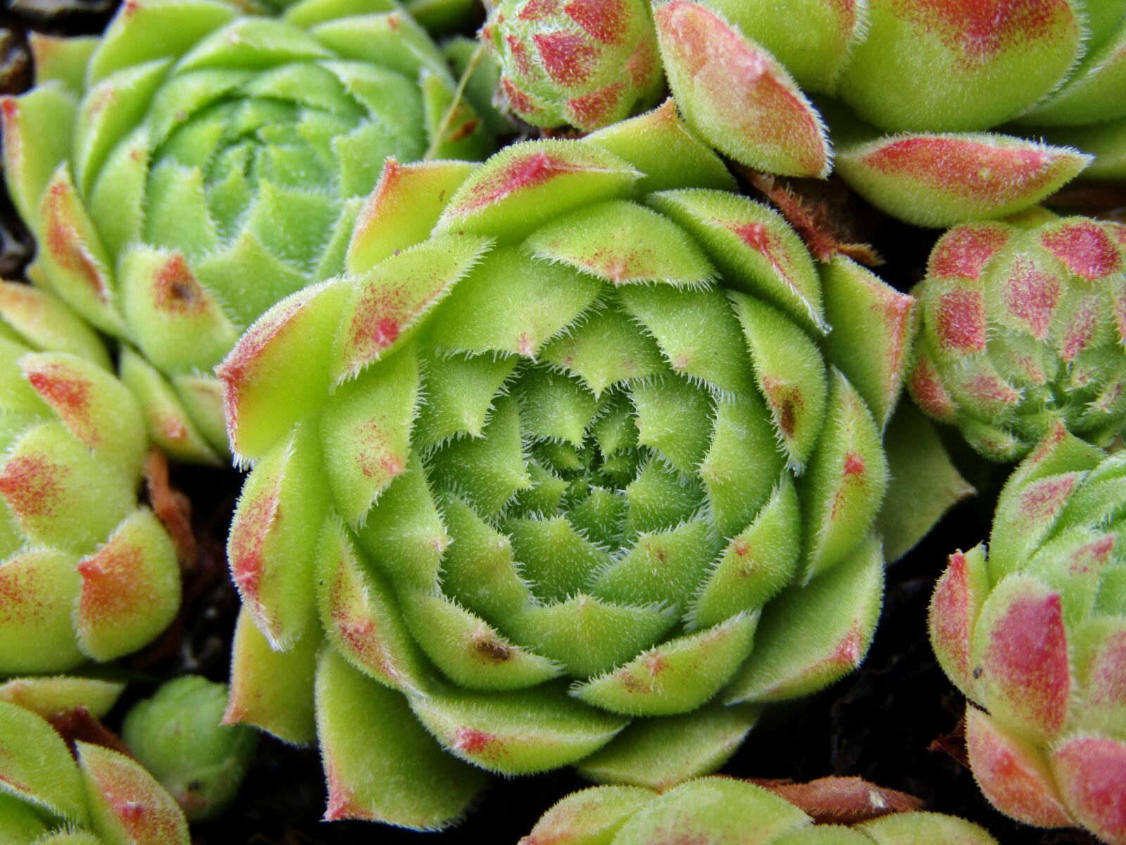 Canon POWERSHOT SX432 IS sample photo. Houseleek, green, pointy red photography