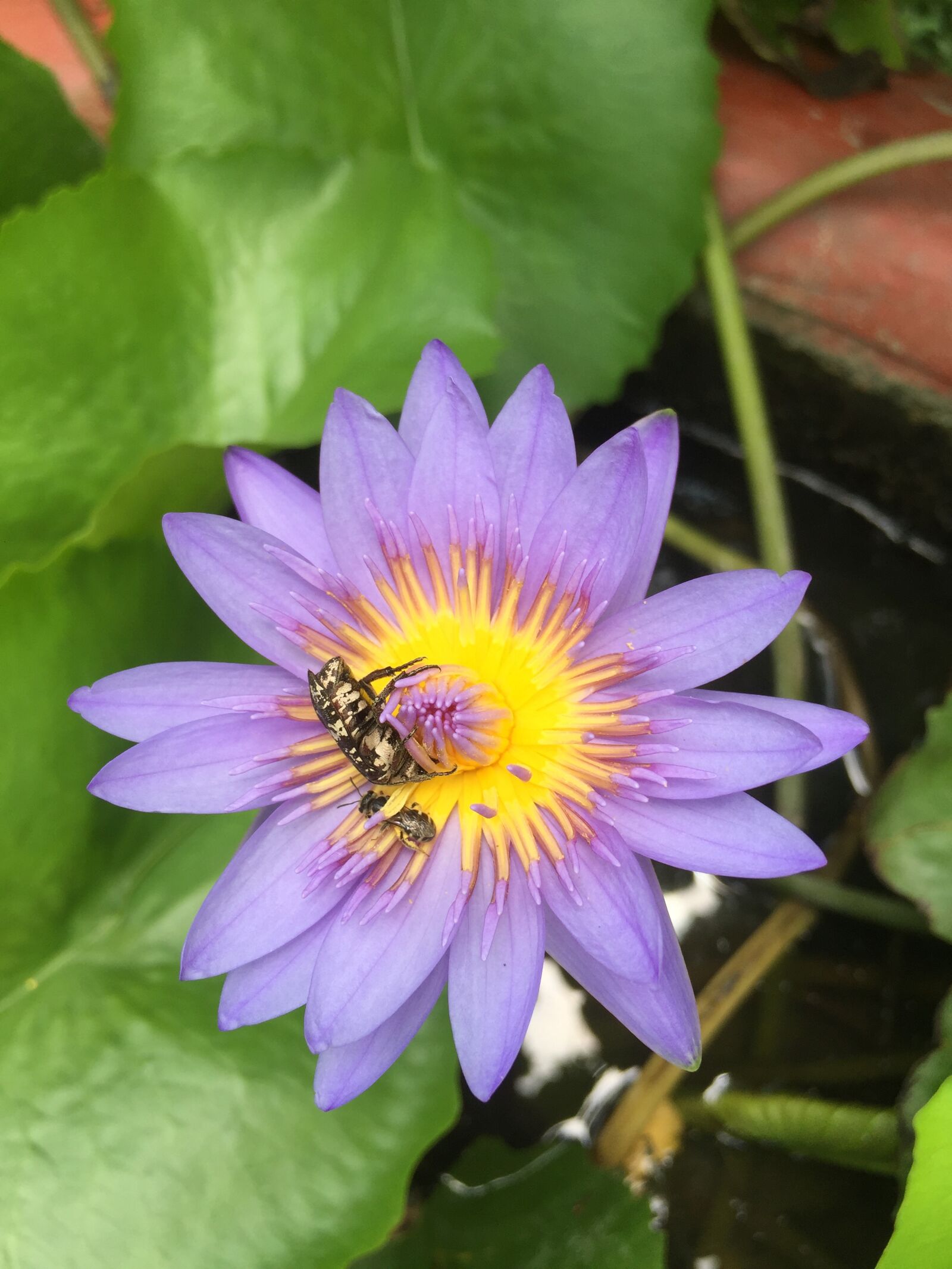 iPhone 6 back camera 4.15mm f/2.2 sample photo. Plant, flower, water photography