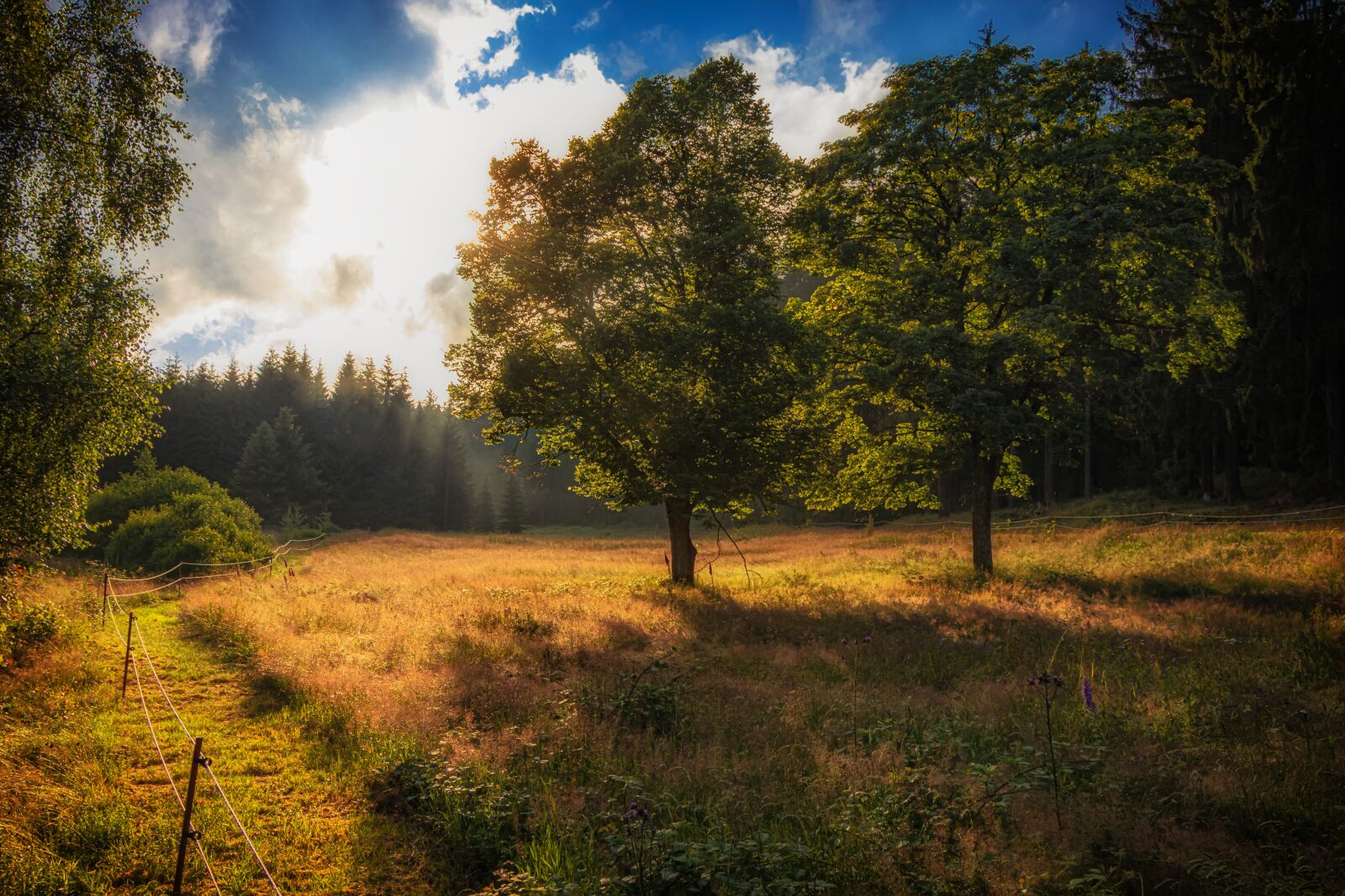 Canon EOS 90D sample photo. Forest, trees, leaves photography