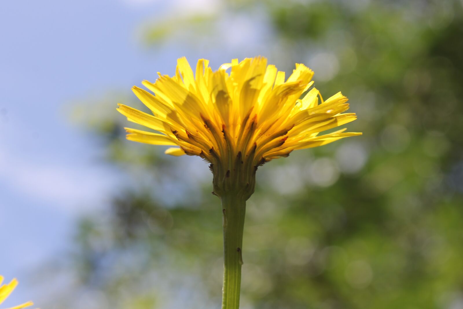 Canon EOS 1100D (EOS Rebel T3 / EOS Kiss X50) sample photo. Flower, yellow, spring photography