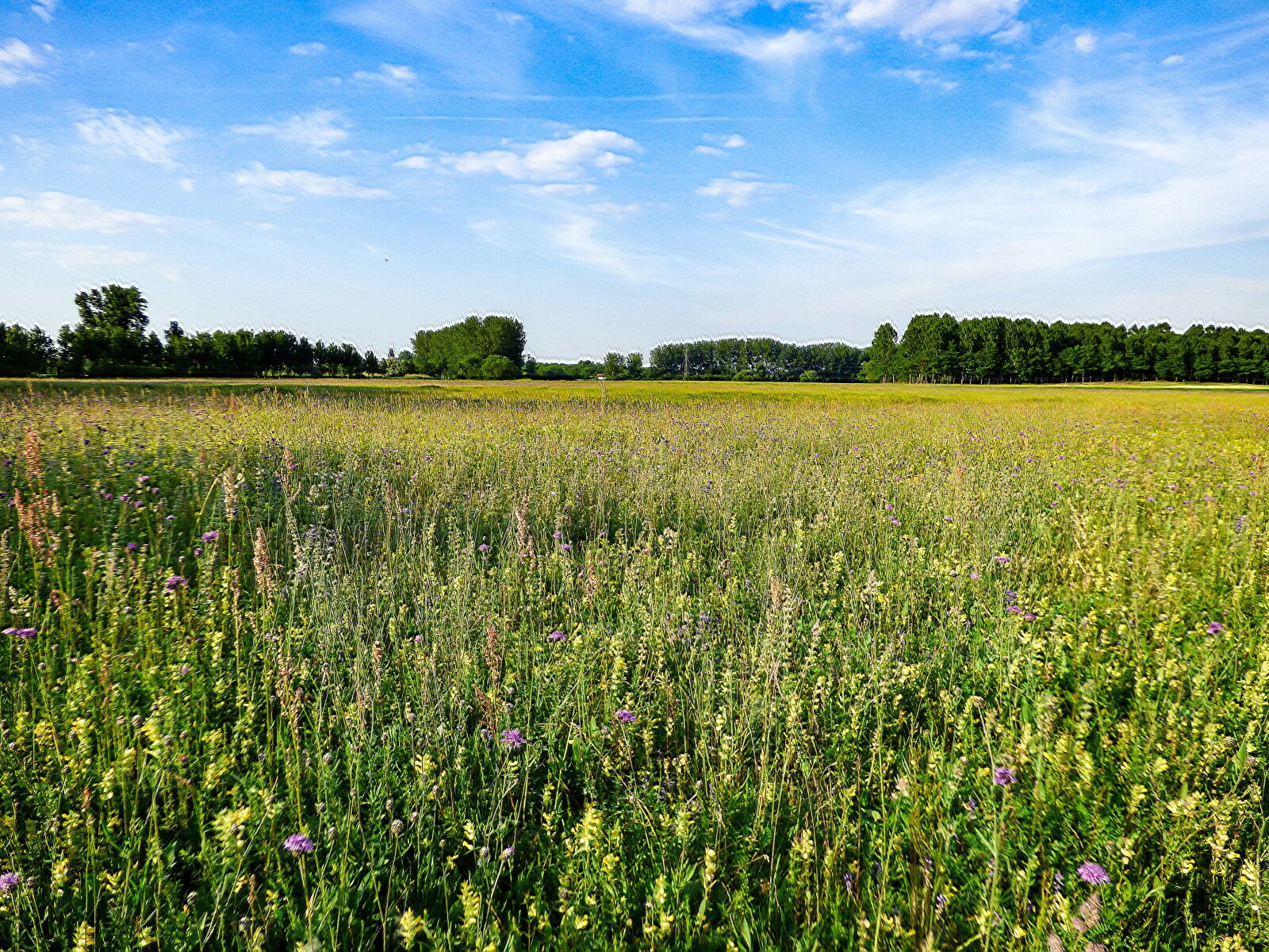 Panasonic DMC-FZ72 sample photo. Field, meadow, nature photography
