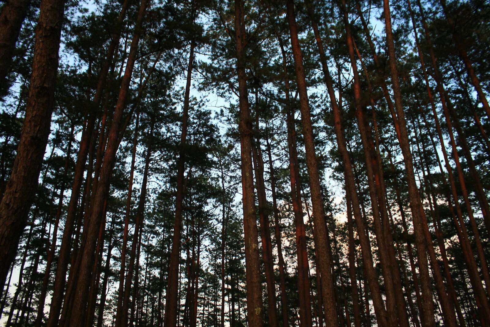 Canon EOS 40D sample photo. Forest, tranquil, tree photography