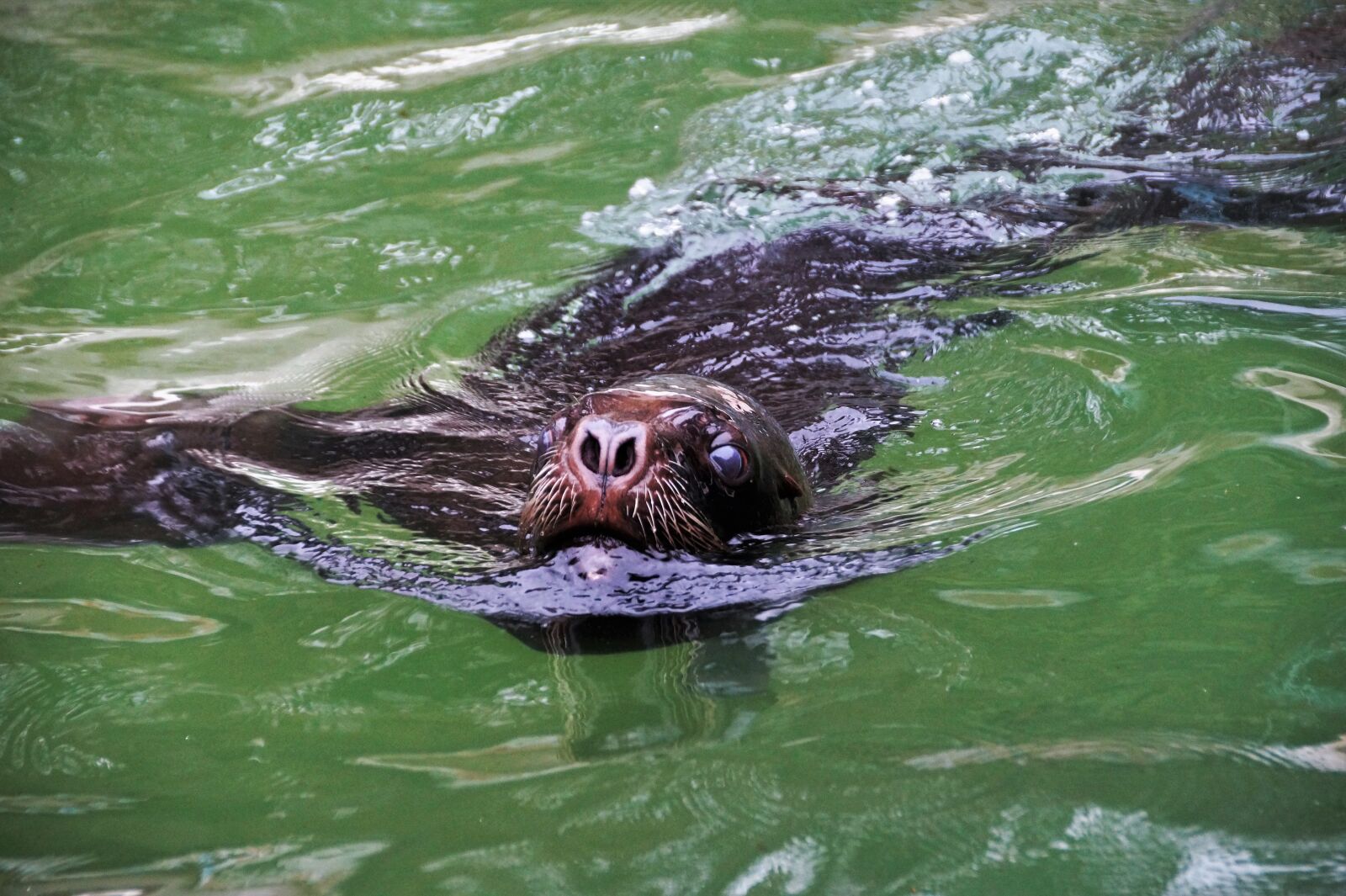 Sony SLT-A58 sample photo. Sea ​​lion, hairy, sealion photography