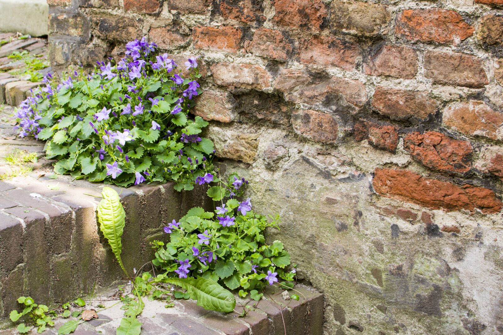 Nikon D7200 sample photo. City, trap, flowers photography