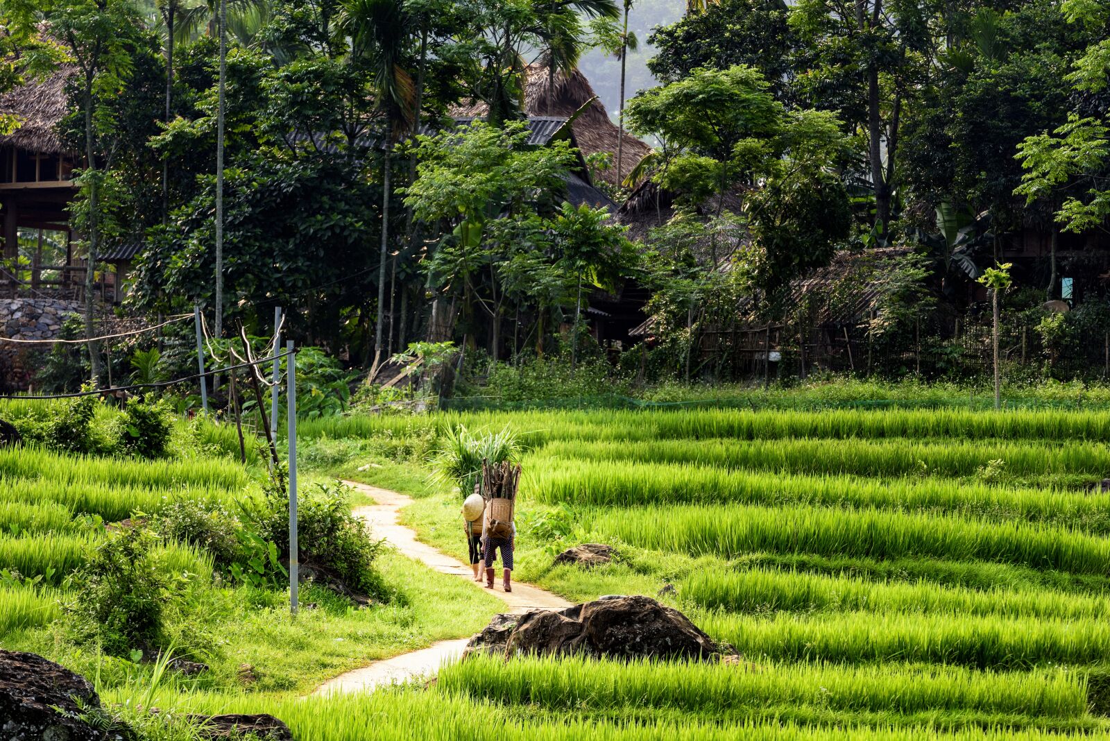 Nikon D810 sample photo. Pu luong nature reserve photography