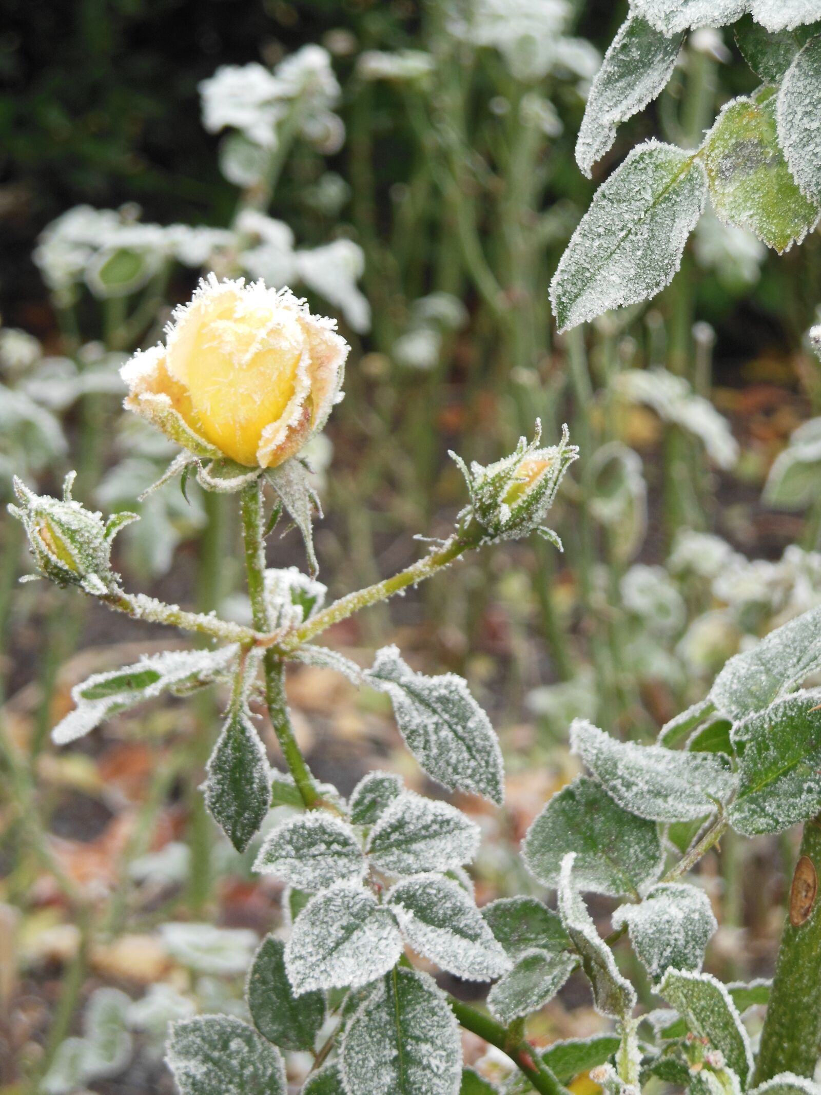 Nikon Coolpix S6300 sample photo. Rose, winter, ice photography