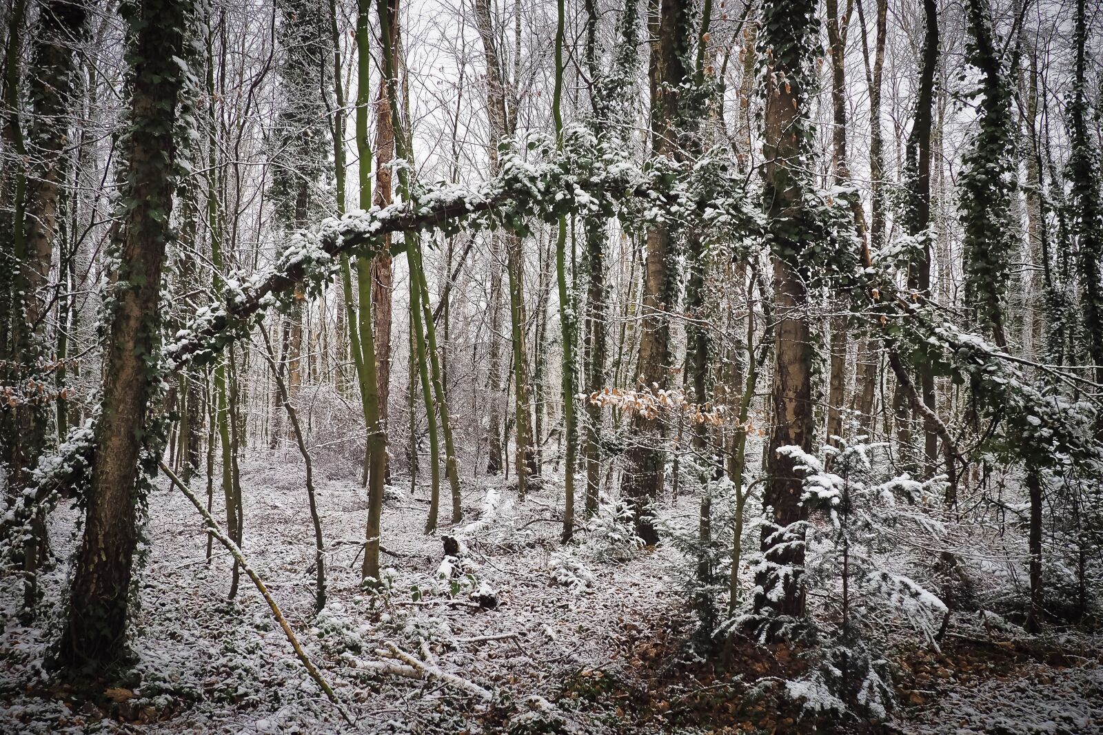 Olympus OM-D E-M10 sample photo. Forest, nature, landscape photography