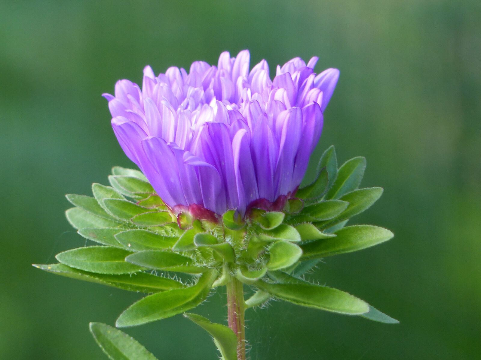 Panasonic Lumix DMC-FZ200 sample photo. Aster, blue, flower photography
