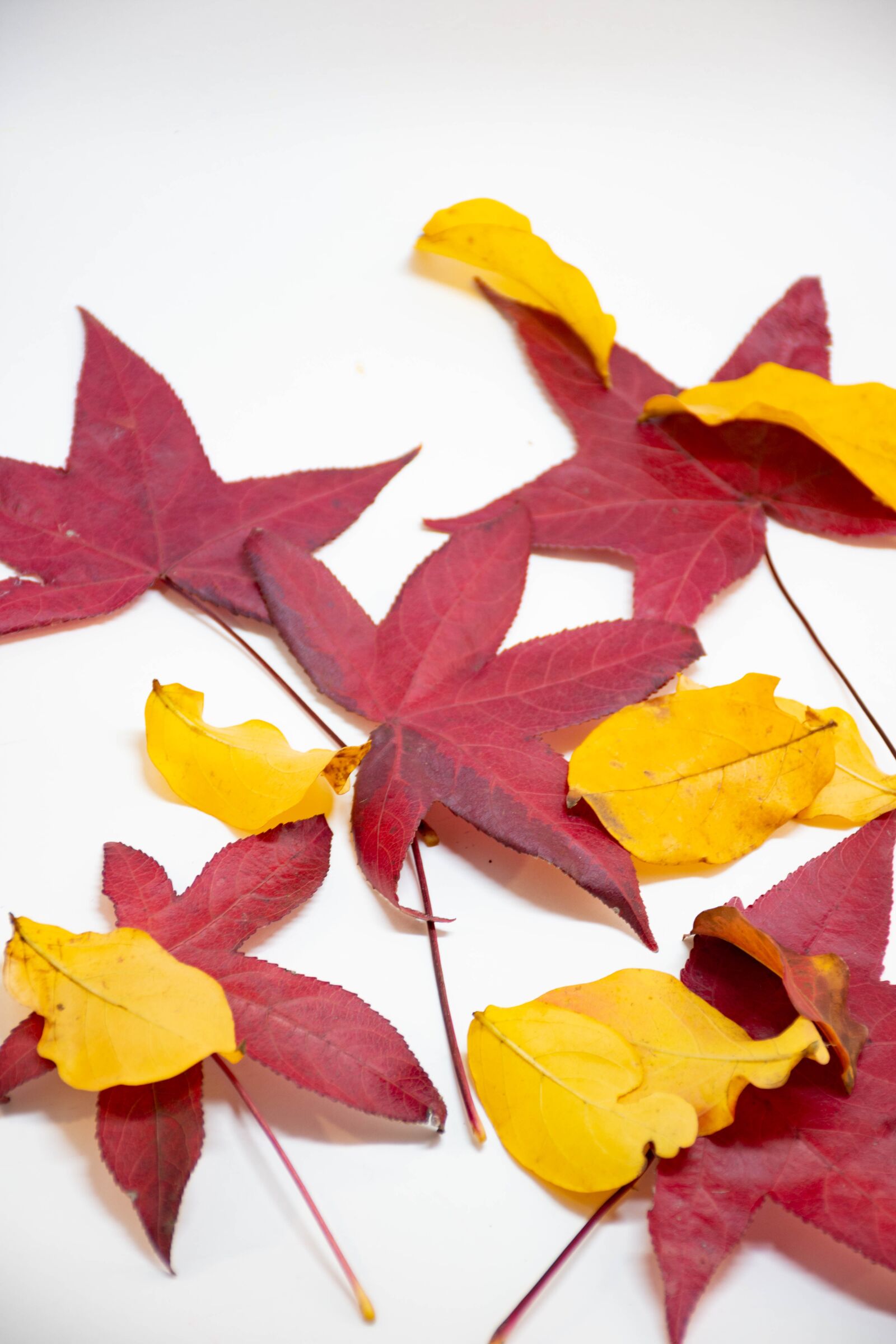 Nikon D7200 sample photo. Leaves, colorful, autumn photography
