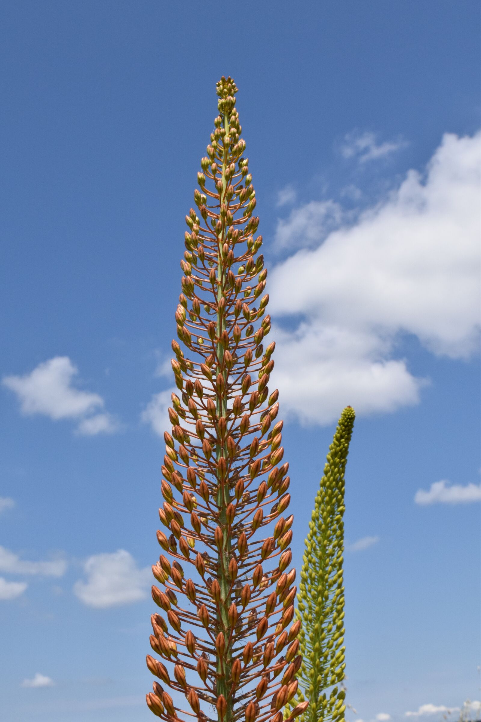 Nikon D3300 sample photo. Eremurus, steppe candles, desert photography