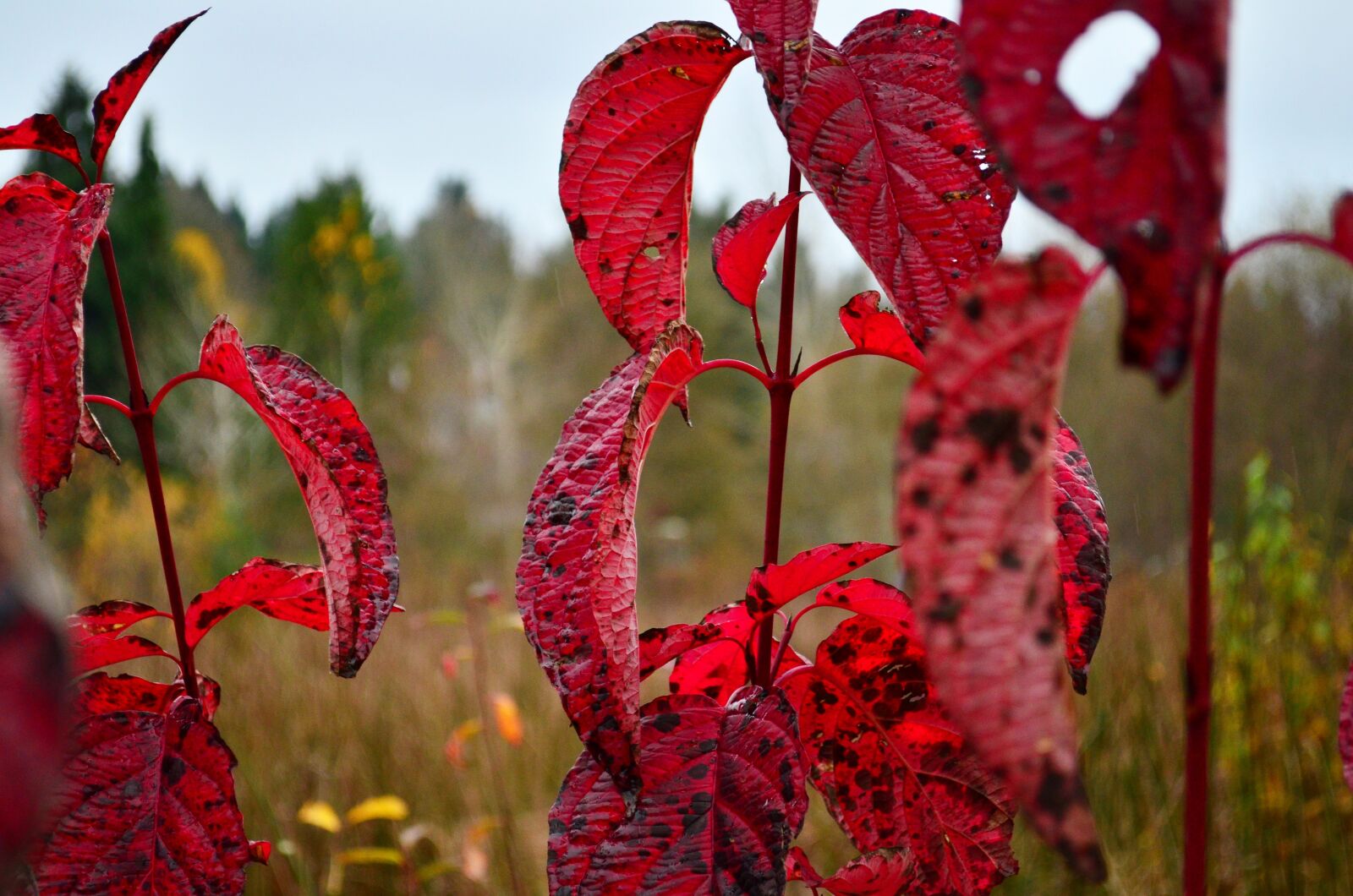 Nikon D5100 sample photo. Leaves, red, color photography