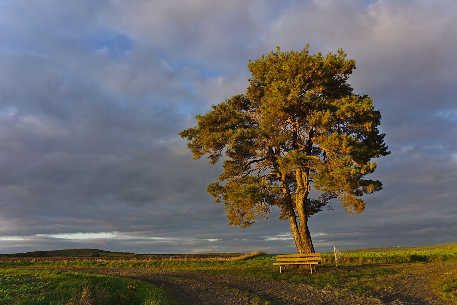 Sony a6000 sample photo. Tree, field, landscape photography