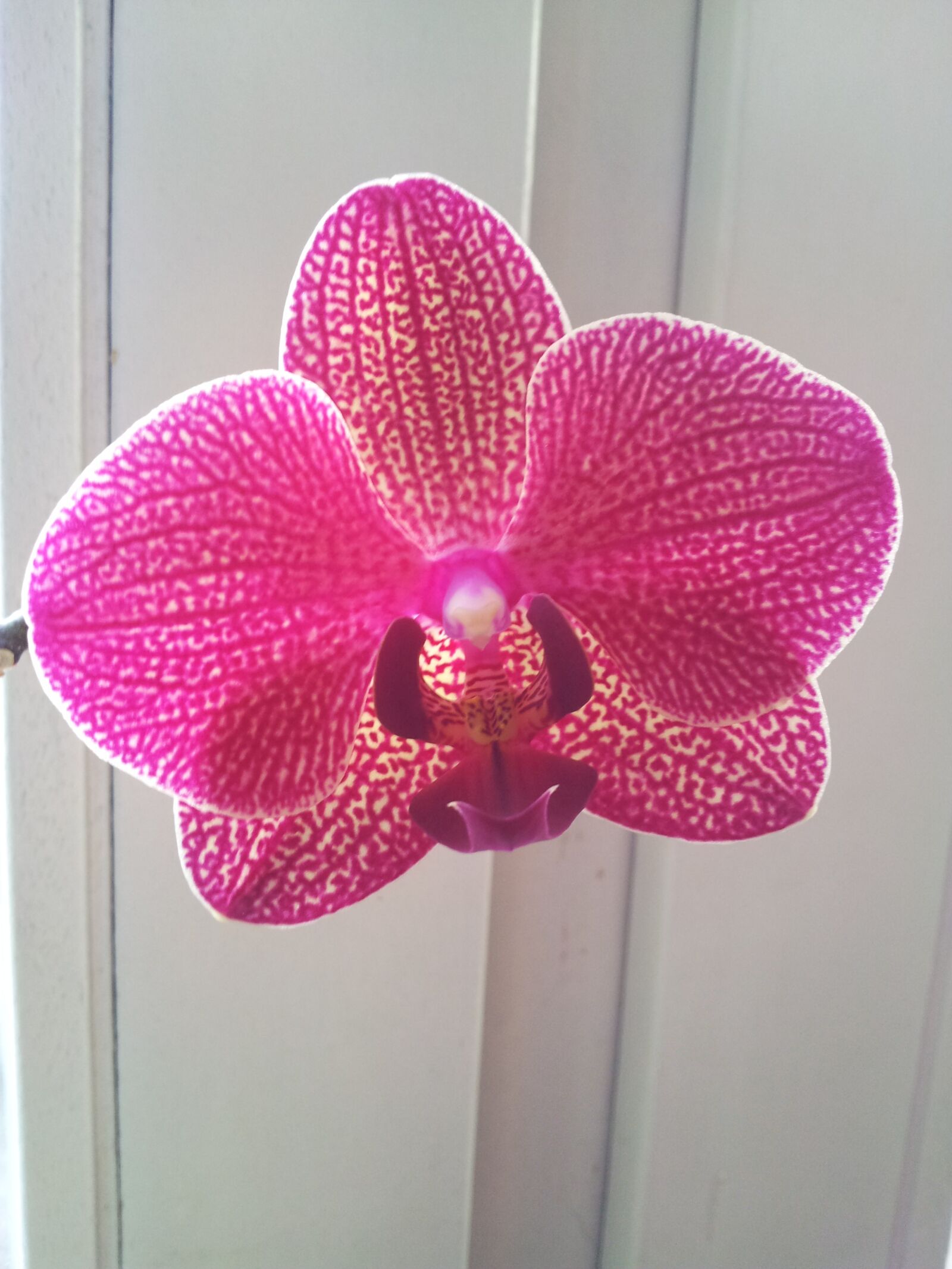 Samsung Galaxy S2 sample photo. Orchid, flower, pink photography