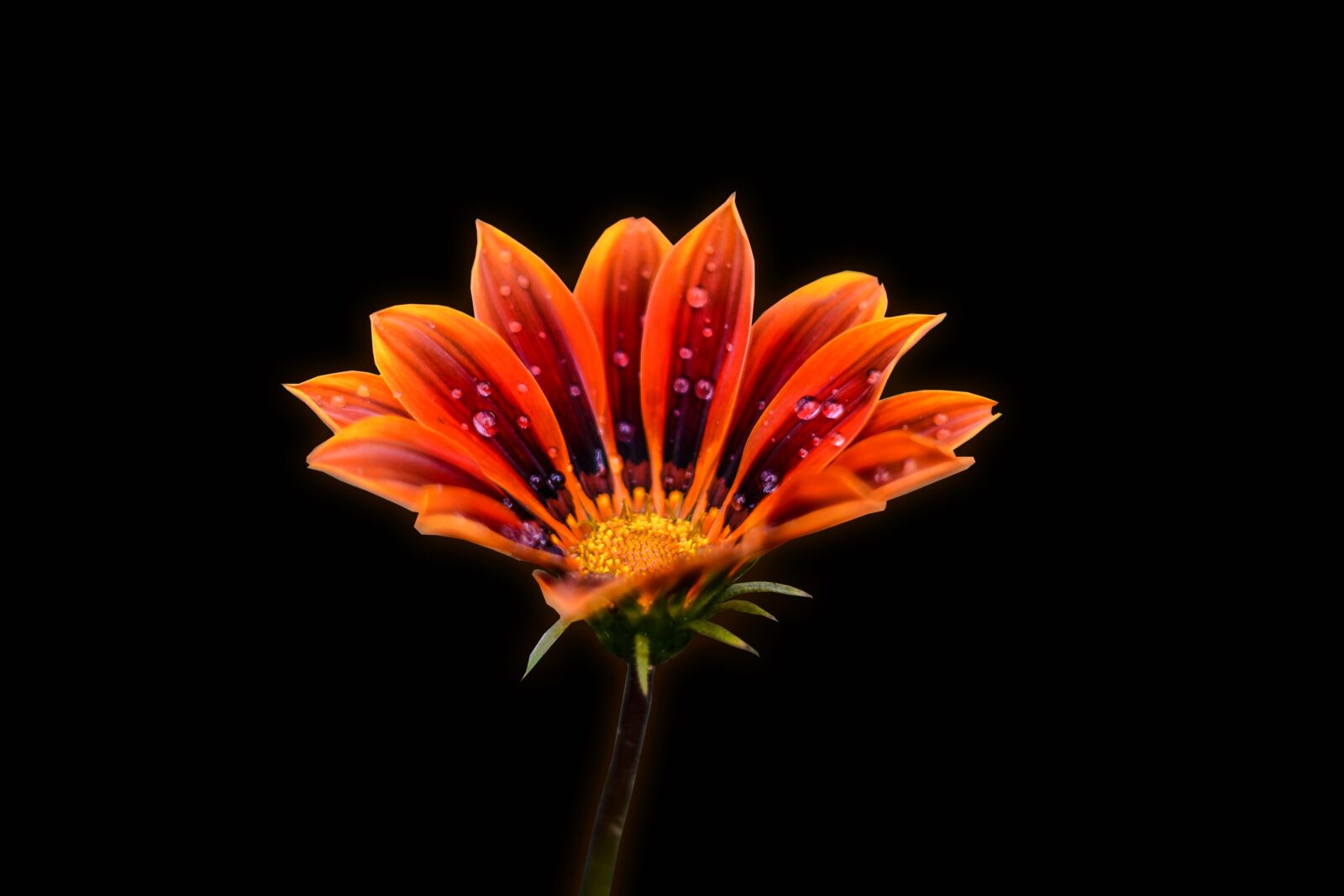 Nikon D3400 sample photo. Flower g rbel, pretty photography