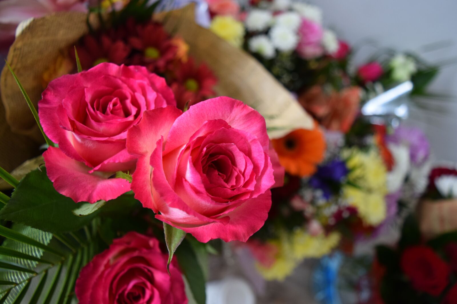Nikon D3300 sample photo. Awesome flowers, rose flower photography