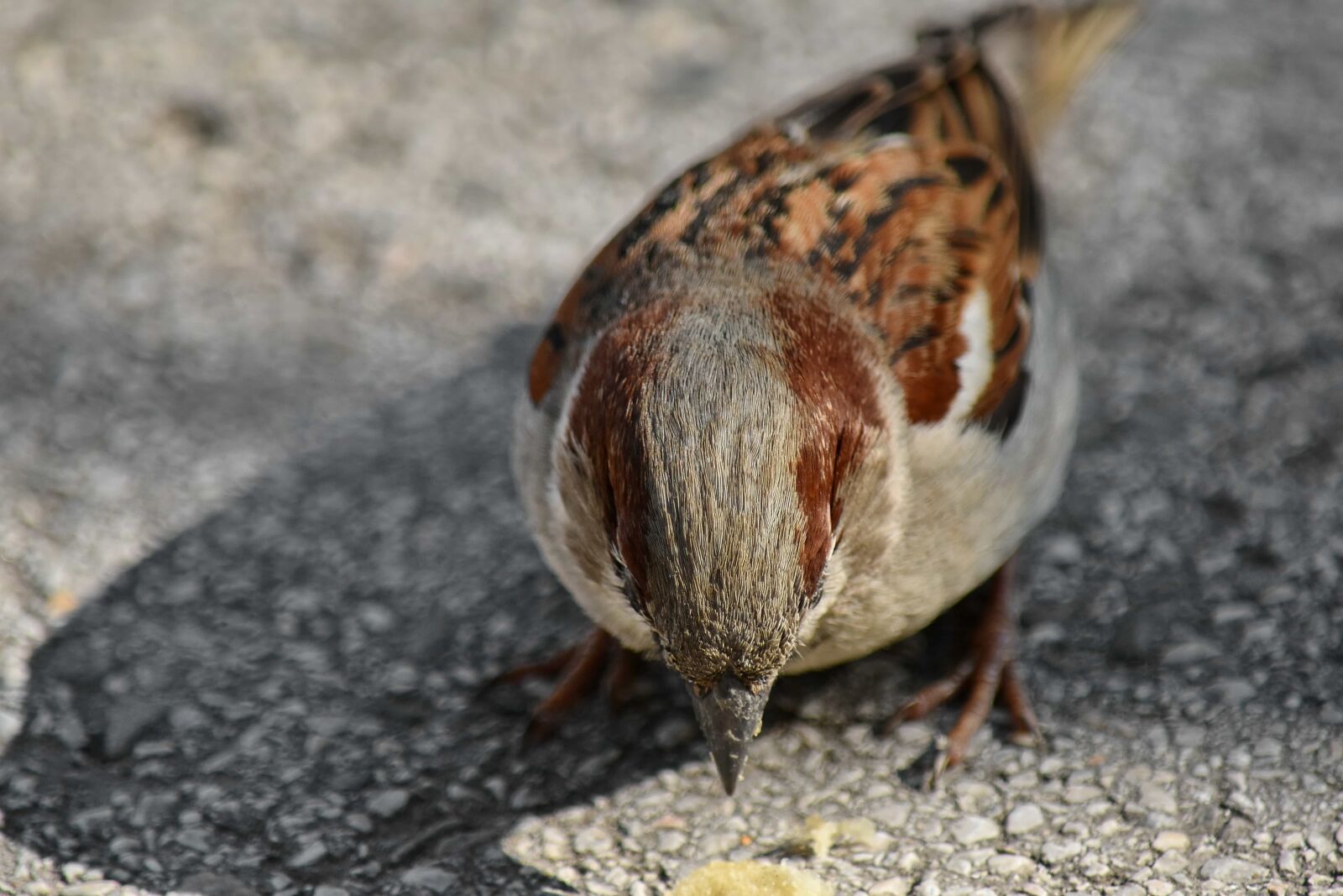 Nikon D5500 sample photo. Asphalt, sparrow, nature, bird photography