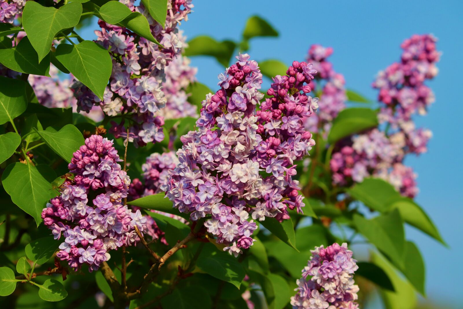 Canon EOS 200D (EOS Rebel SL2 / EOS Kiss X9) sample photo. Lilac, syringa, fragrant photography