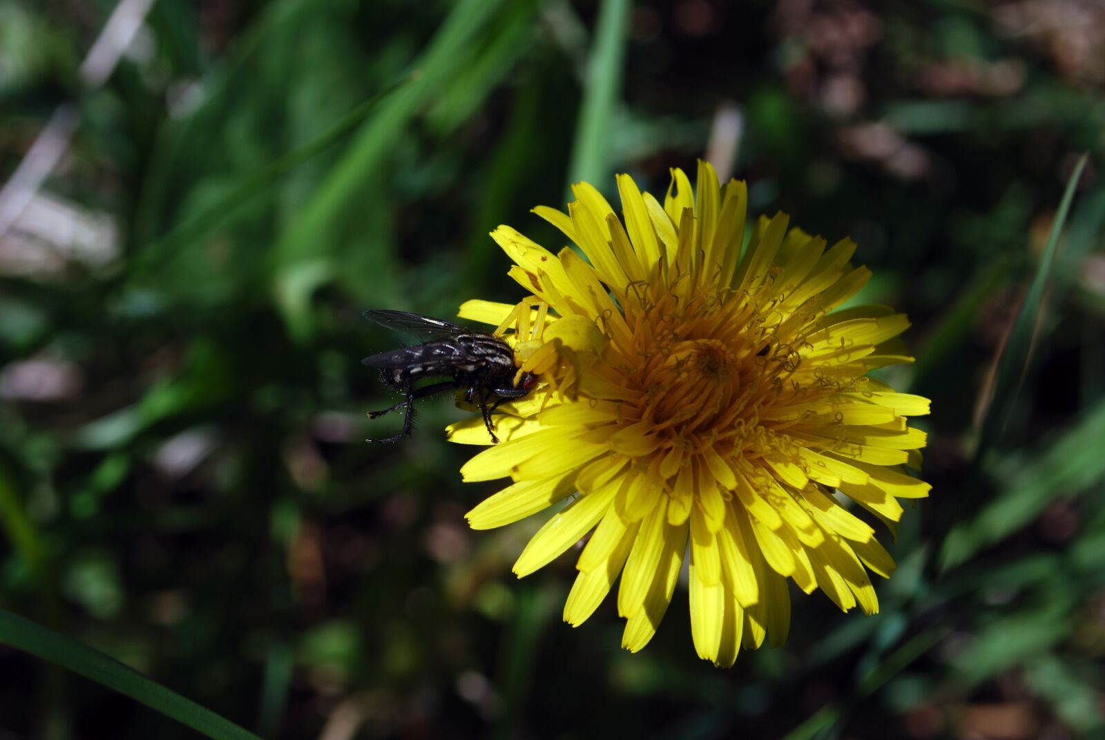 Nikon D60 sample photo. Prey, fly, spider photography