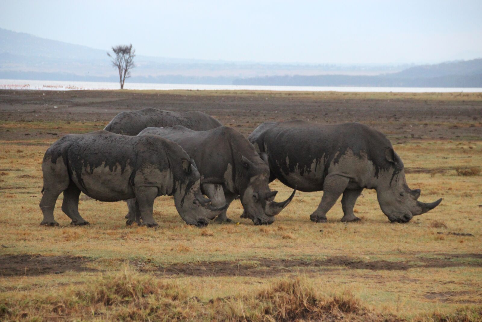 Canon EOS 600D (Rebel EOS T3i / EOS Kiss X5) sample photo. Rhinos, kenya, africa photography