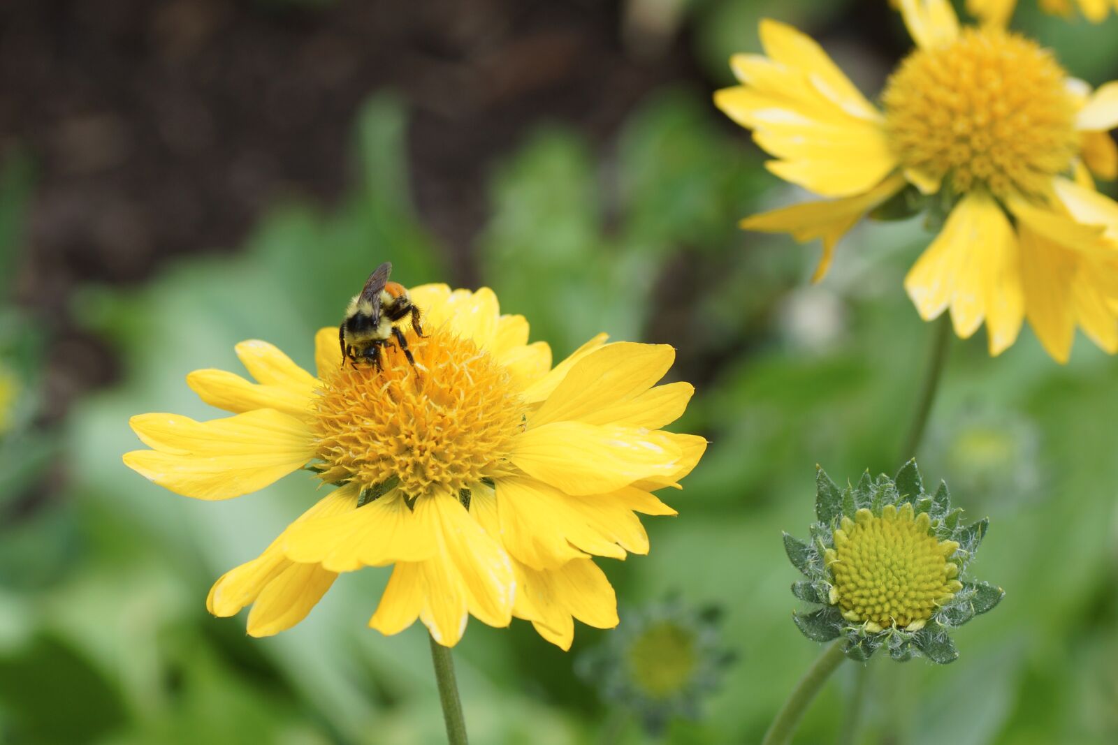 Sony SLT-A65 (SLT-A65V) sample photo. Daisy, bee, yellow photography