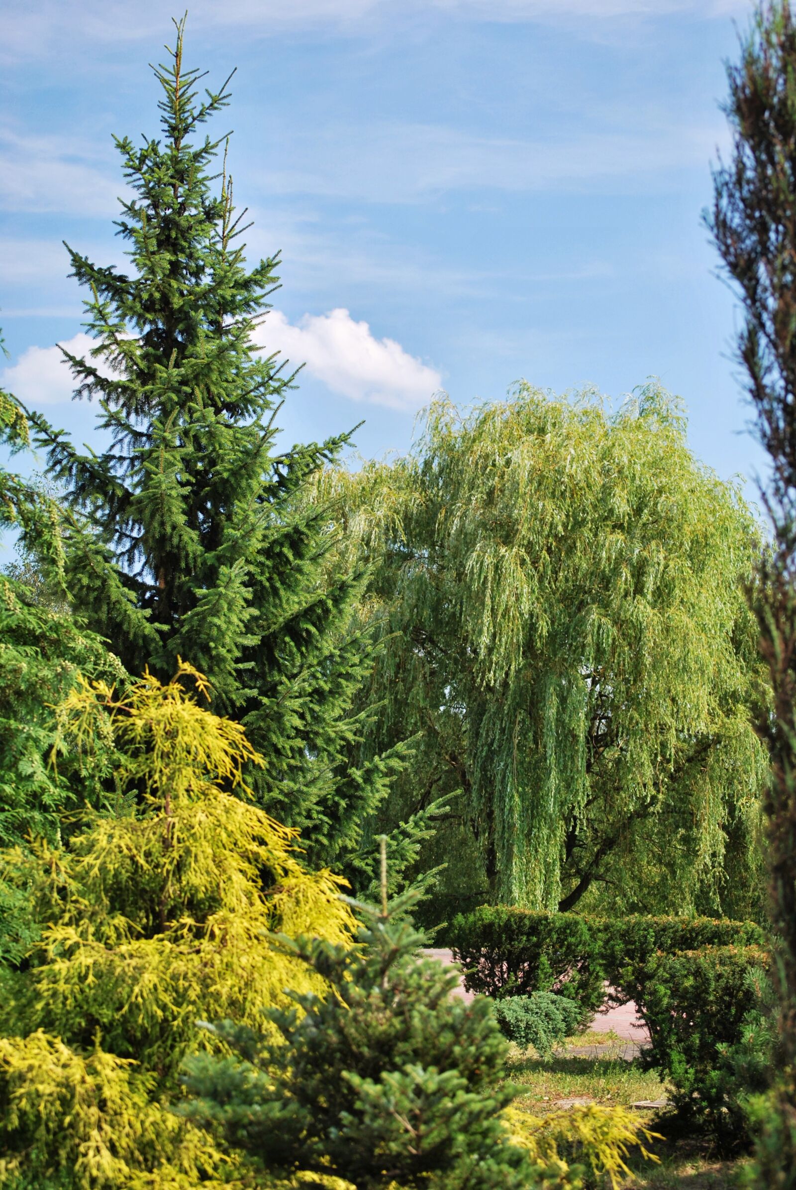 Nikon D60 sample photo. Nature, vegetation, green photography